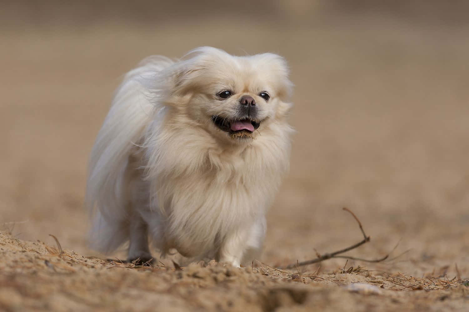 Pekingese 桌布 壁紙 — 一隻毛茸茸的白色北京犬在乾燥的土地上警覺地站立，背景柔和模糊。