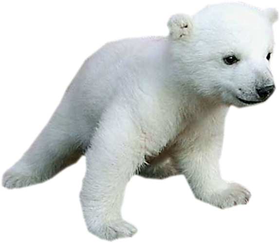 Polar 桌布 壁紙 — 一隻毛茸茸的白色北極熊幼崽在黑色背景前向前走，毛髮柔軟，眼睛深色。