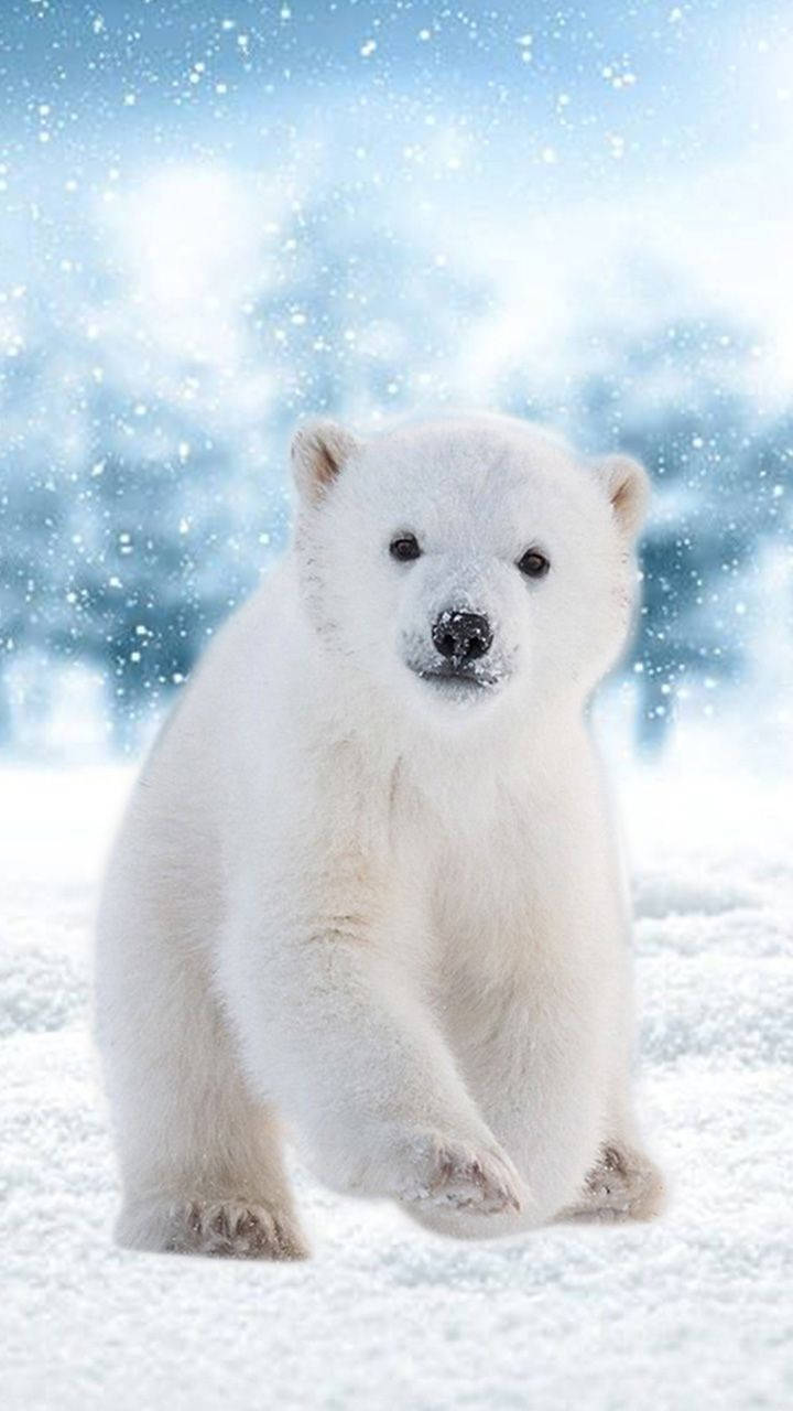 Polar 桌布 壁紙 — 一隻毛茸茸的白色北極熊幼崽坐在深雪中，雪花在明亮的藍色冰背景中飄落。