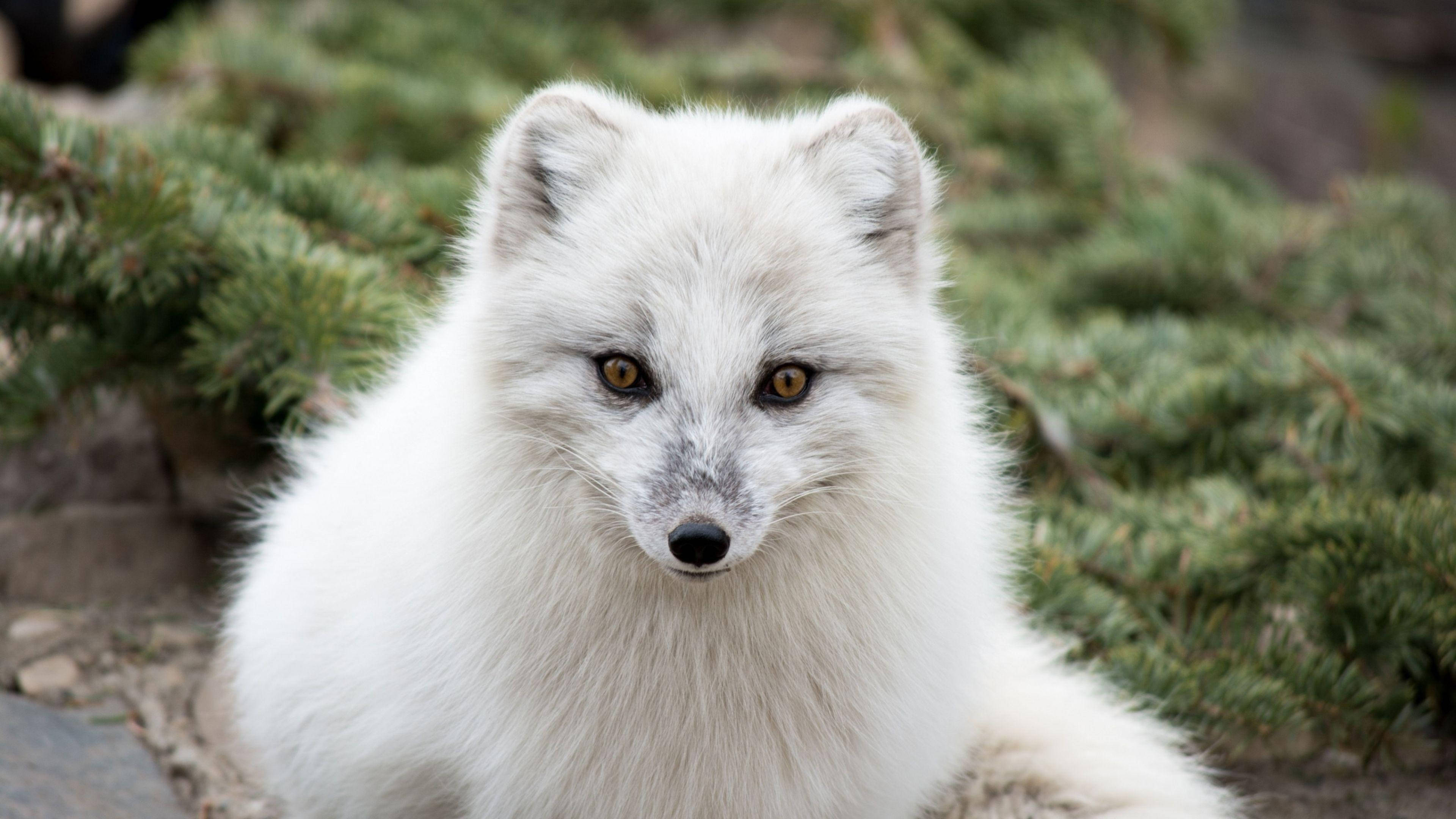White Fox 桌布 壁紙 — 一隻毛茸茸的白色北極狐，琥珀色的眼睛從翠綠的松樹枝間凝視著。