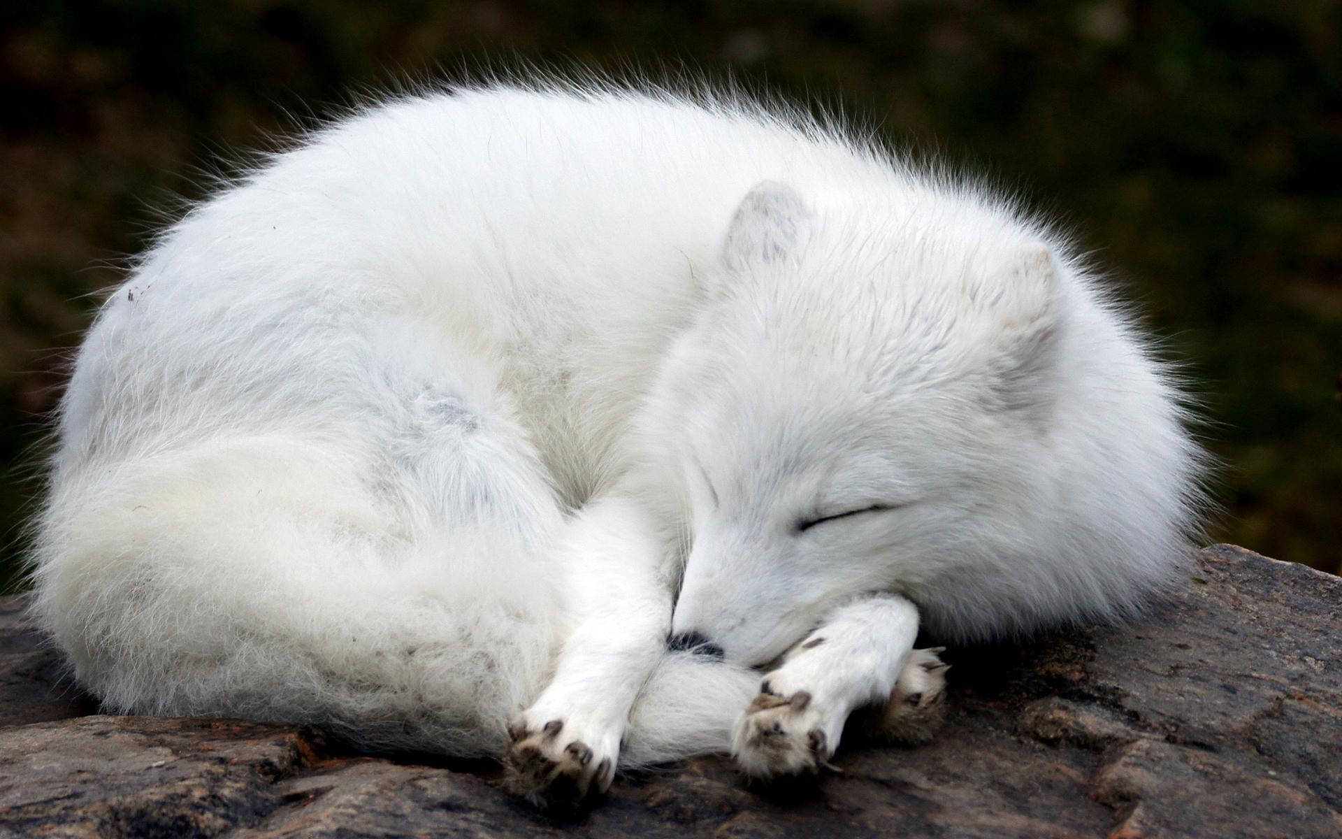 White Fox 桌布 壁紙 — 一隻毛茸茸的白色北極狐在寧靜的自然環境中，蜷縮在深色長滿苔蘚的石頭上安詳地睡覺。