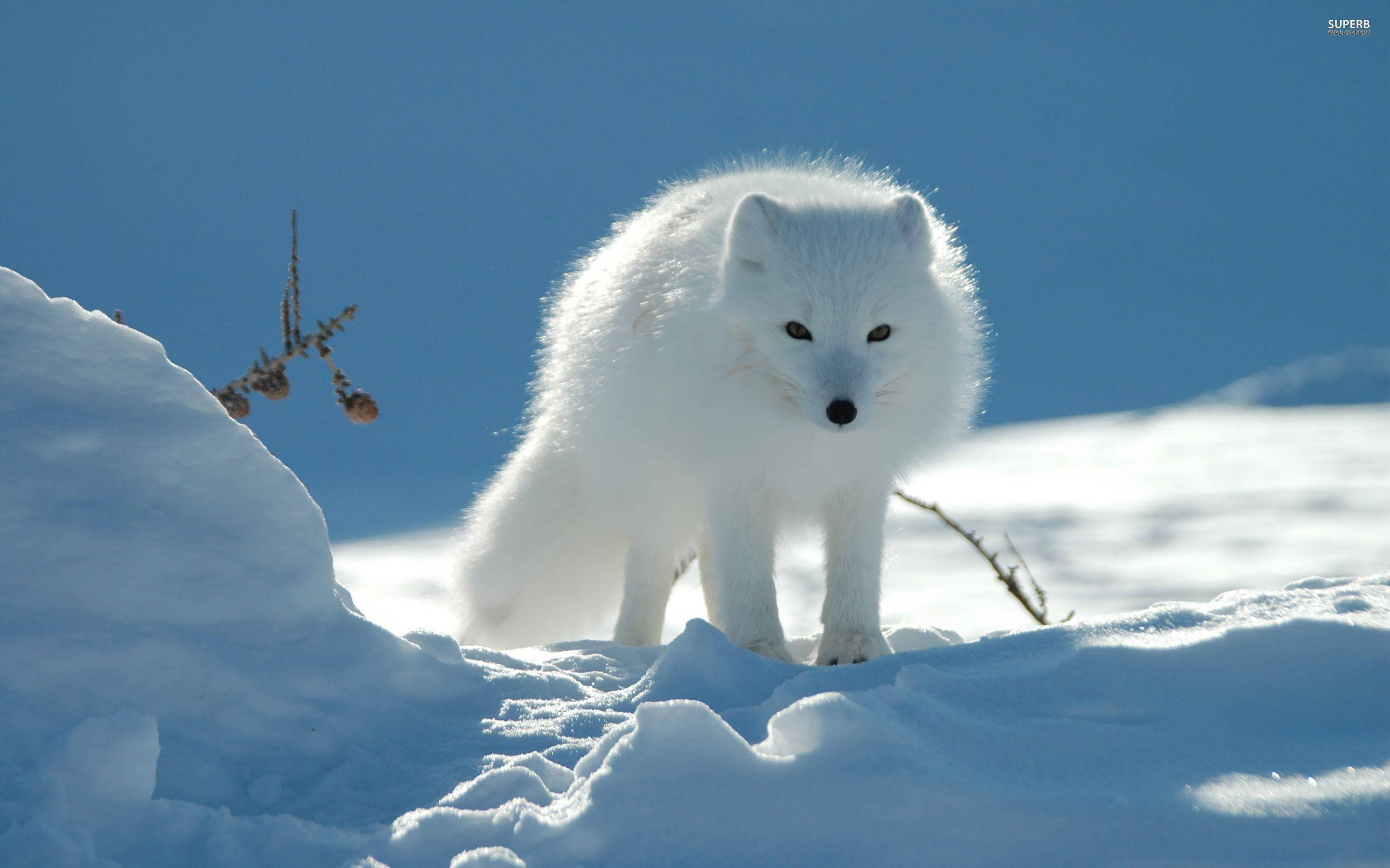 White Fox 桌布 壁紙 — 一隻毛茸茸的白色北極狐在明亮的雪地上警覺地站著，頭頂是清澈的藍天，附近有光禿禿的細枝。