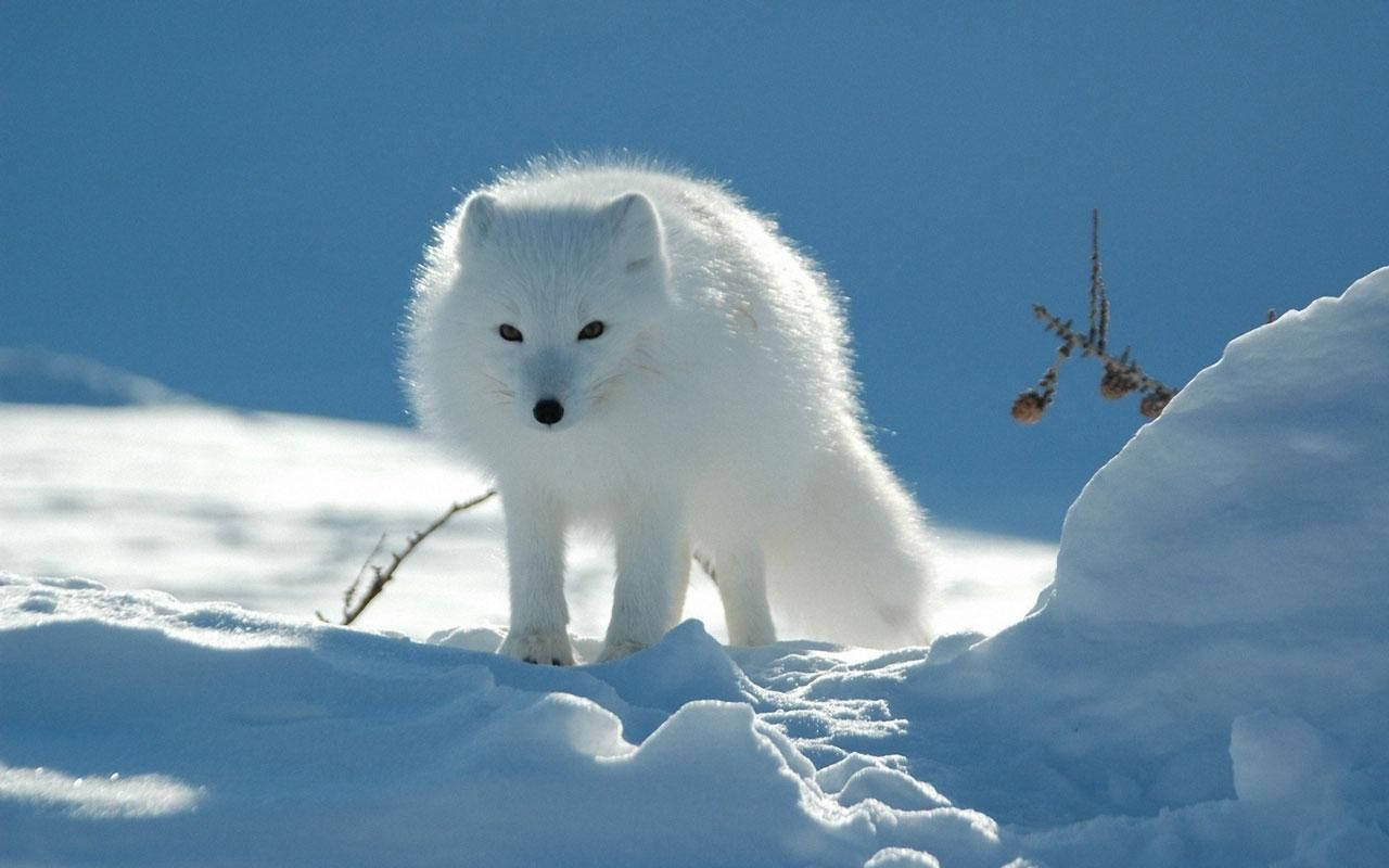 動物 桌布 壁紙 — 一隻毛茸茸的白色北極狐在明亮的雪地上警覺地站著，頭頂是清澈的藍天，附近有稀疏的樹枝。