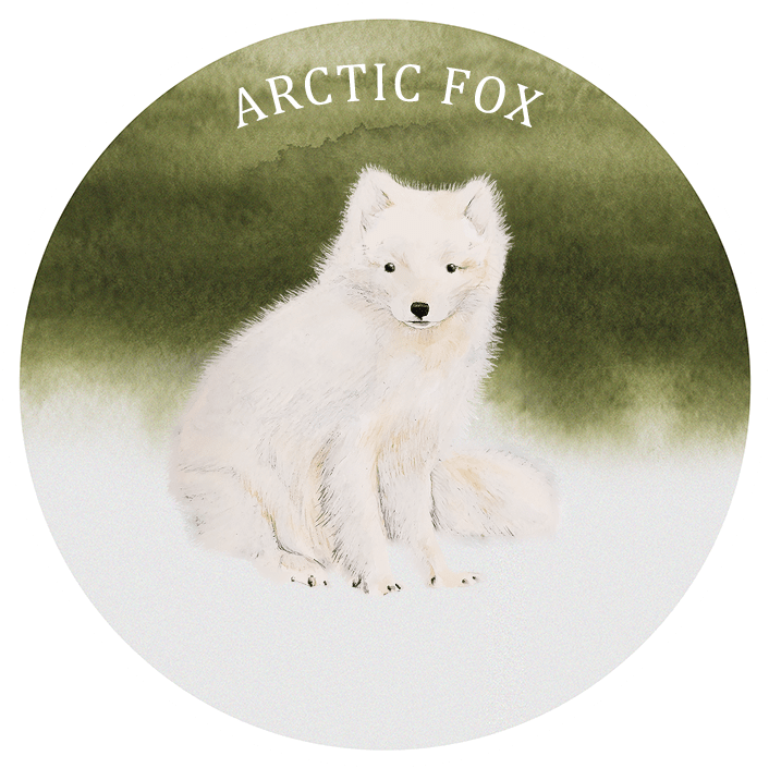 Circle Design 桌布 壁紙 — 一隻毛茸茸的白色北極狐平靜地坐在雪地上，背景是柔和的綠色水彩畫。