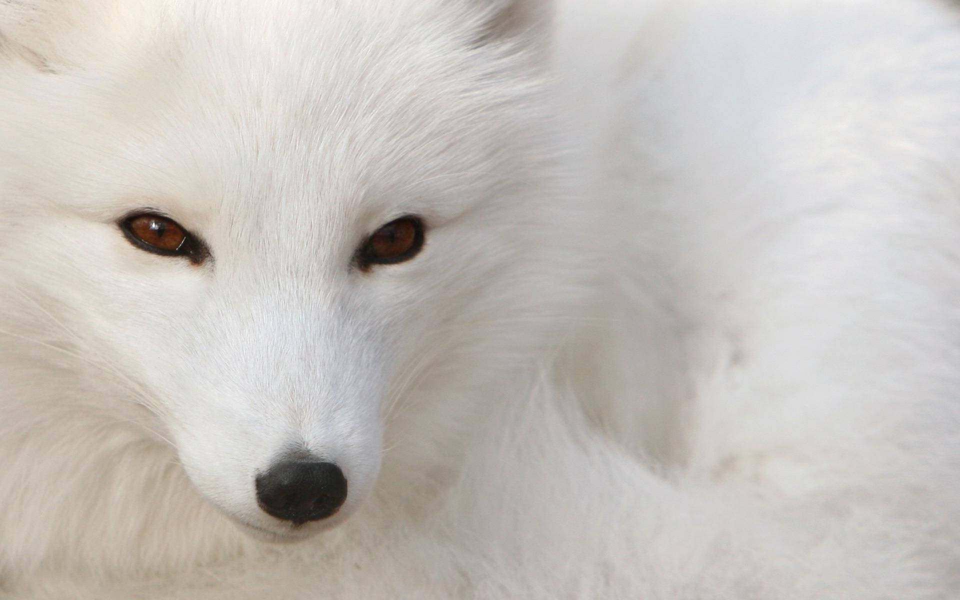 White Fox 桌布 壁紙 — 一隻毛茸茸的白色北極狐特寫，帶有強烈的琥珀色眼睛，溫柔地凝視著鏡頭。