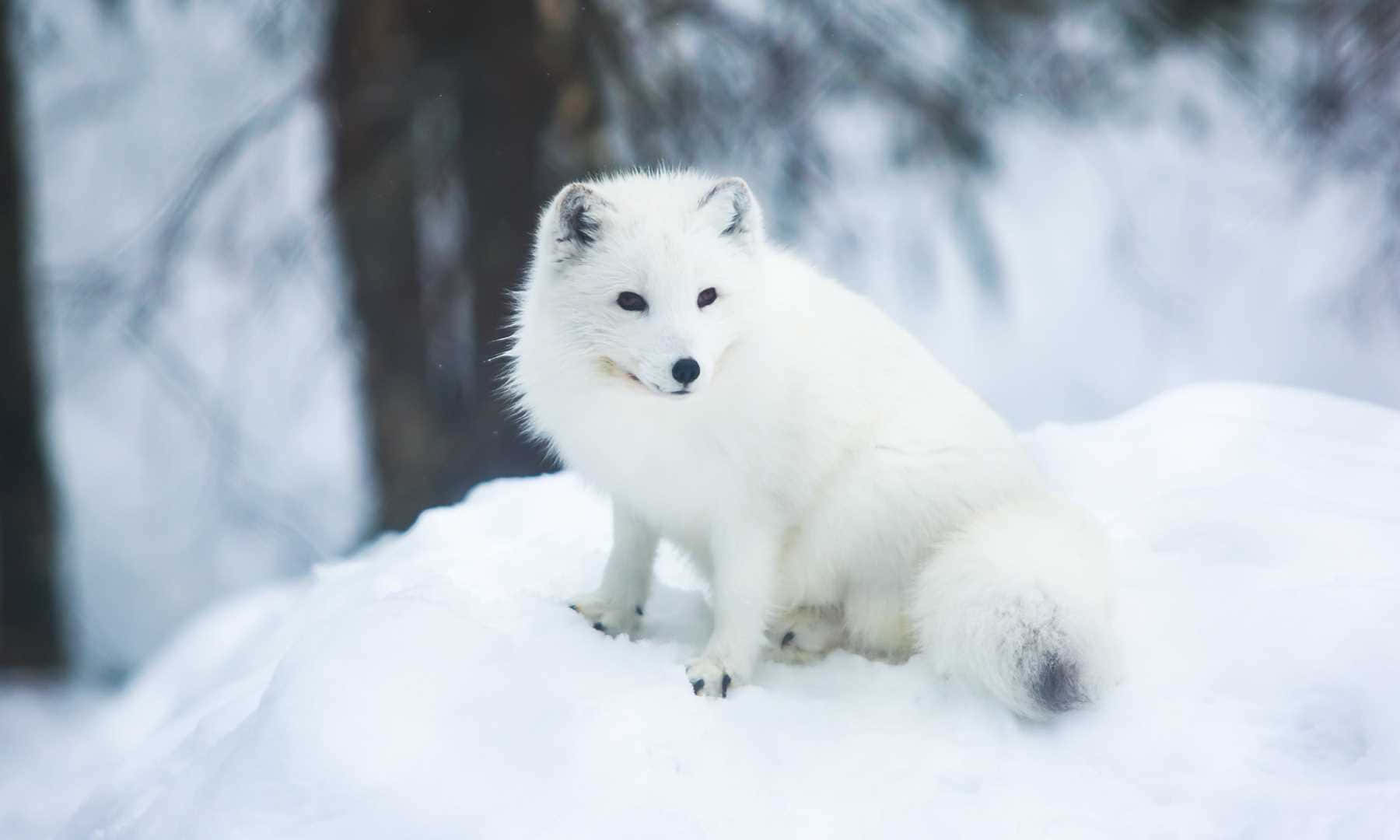 白色北極狐坐在樹旁的深雪中 — 北極狐 GIF 壁紙