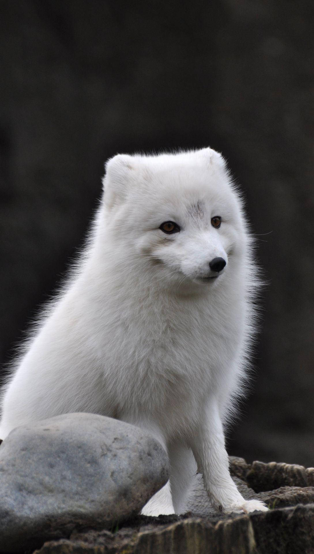 White Fox 桌布 壁紙 — 一隻毛茸茸的白色北極狐警覺地坐在灰色岩石上，背景是模糊的暗色。