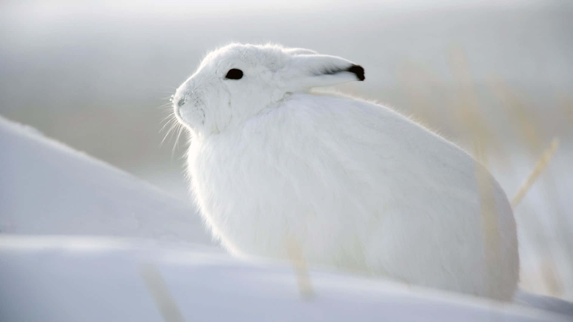 兔子 桌布 壁紙 — 一隻毛茸茸的白色北極野兔警覺地坐在雪地上，柔和陽光照亮其毛髮。