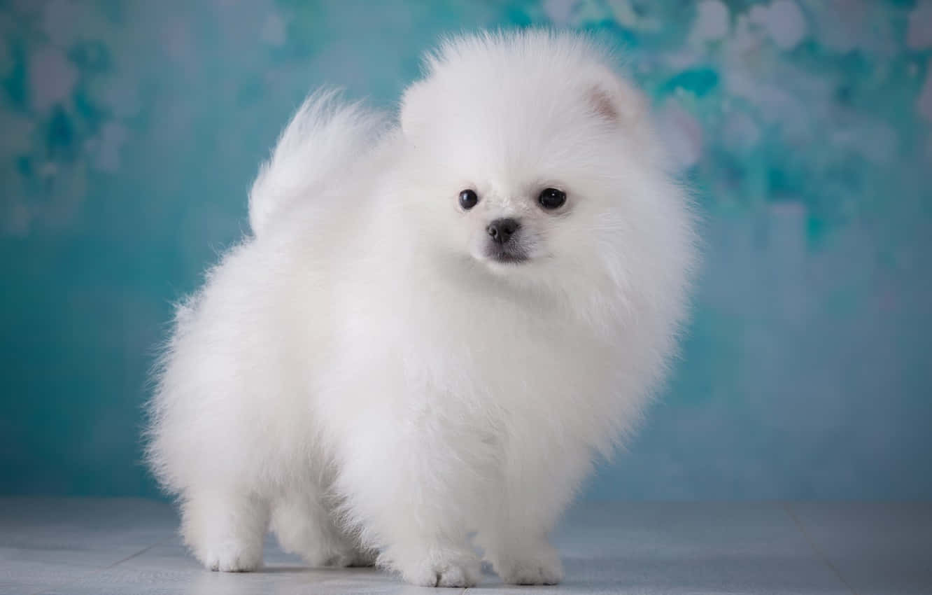 Fluffy Puppy 桌布 壁紙 — 一隻毛茸茸的白色博美犬，在柔和的藍色花卉背景下，睜著明亮的眼睛警覺地站立。