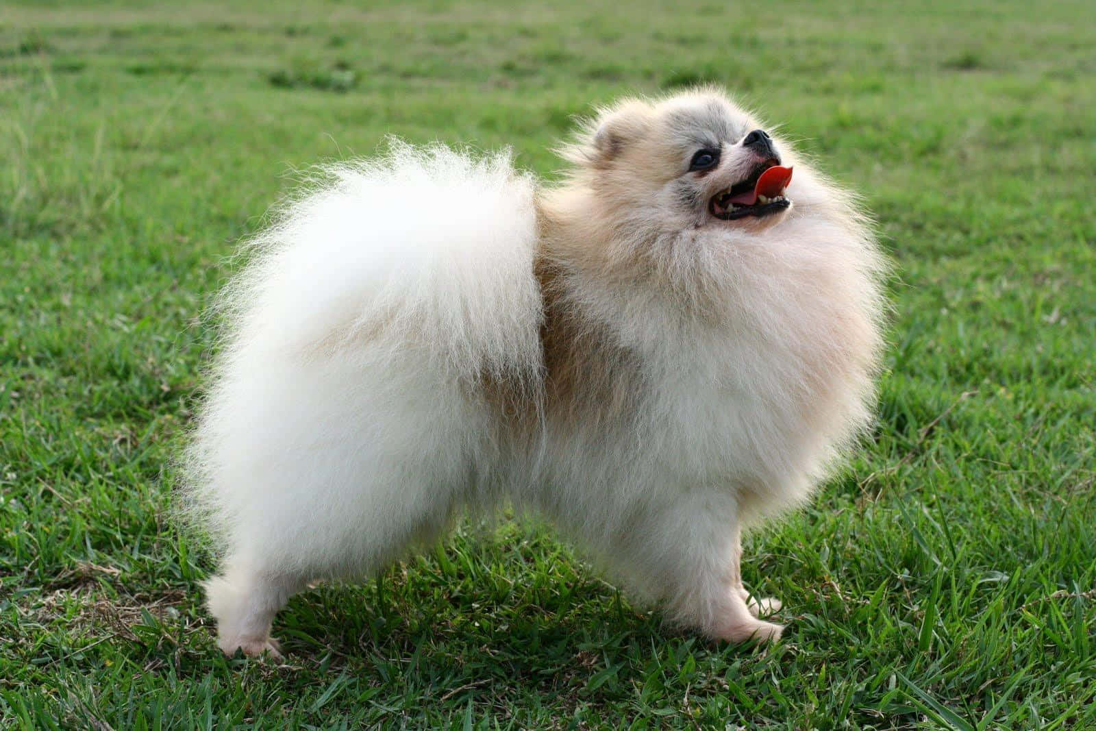 Pomeranian 桌布 壁紙 — 一隻毛茸茸的白色博美犬伸出舌頭，快樂地站在綠色草地上。