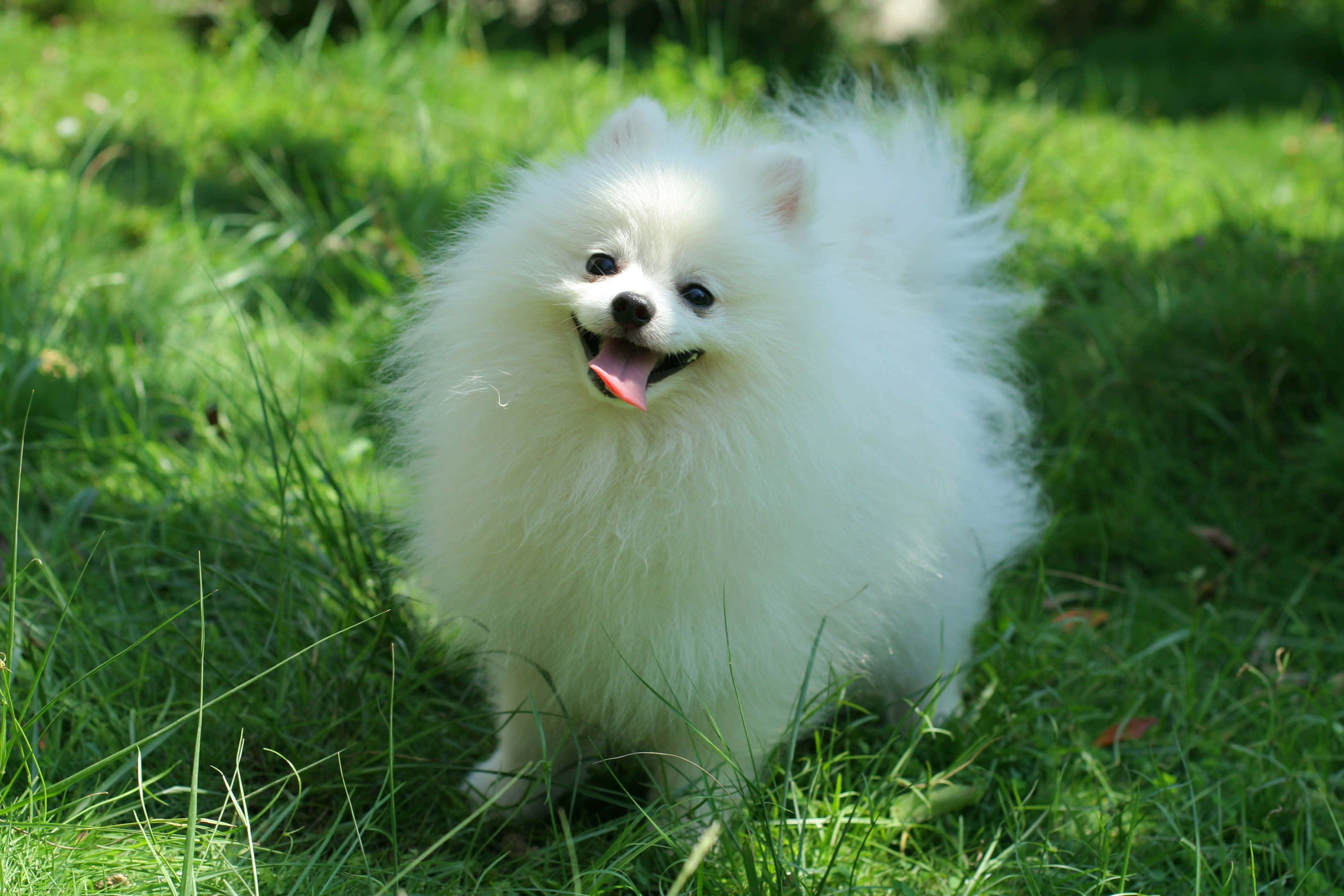 Pomeranian Puppy 桌布 壁紙 — 一隻毛茸茸的白色博美犬在明亮的陽光下，開心地坐在鮮綠色的草地上，伸出舌頭。
