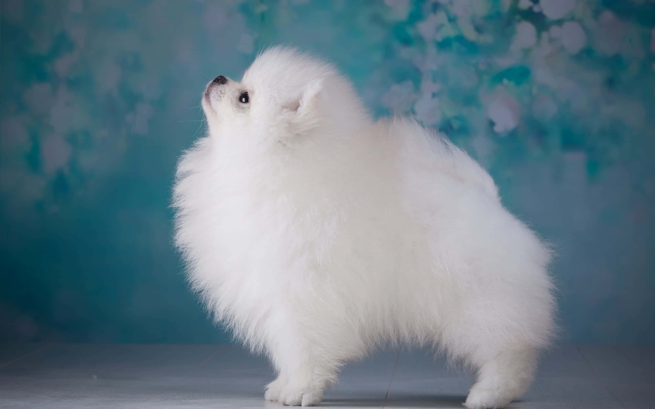 Pomeranian 桌布 壁紙 — 一隻毛茸茸的白色博美犬在柔和的藍色花卉背景前警覺地站著，用好奇的眼睛向上凝視。