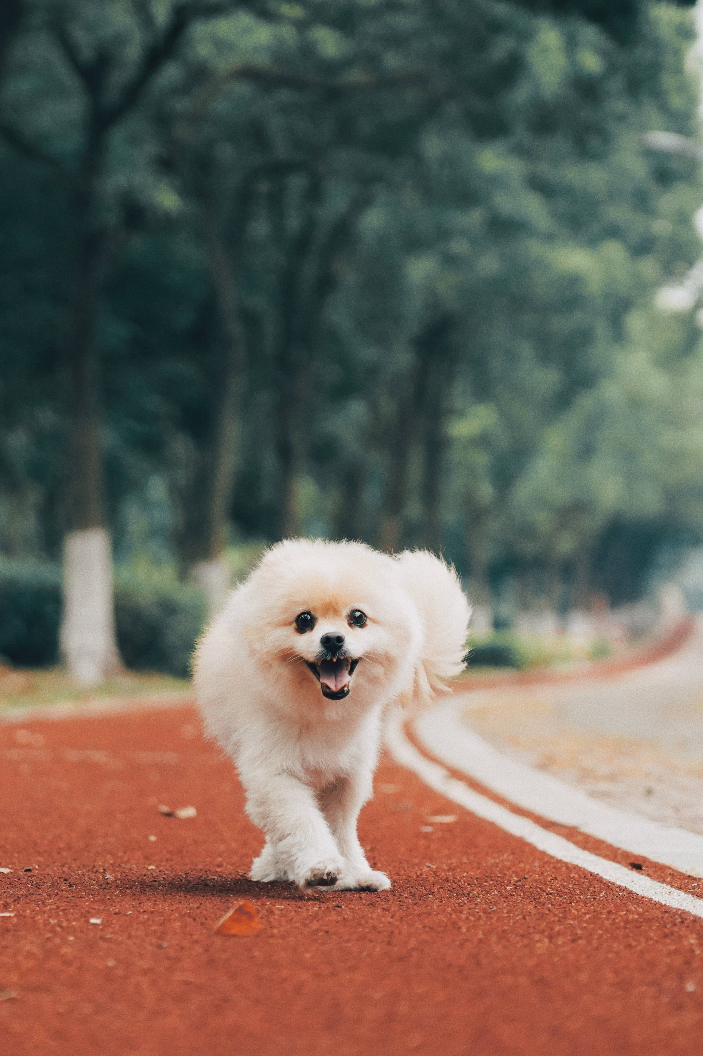 Pomeranian 桌布 壁紙 — 一隻毛茸茸的白色博美犬在紅色的公園小徑上，被綠樹環繞，快樂地跑向鏡頭。