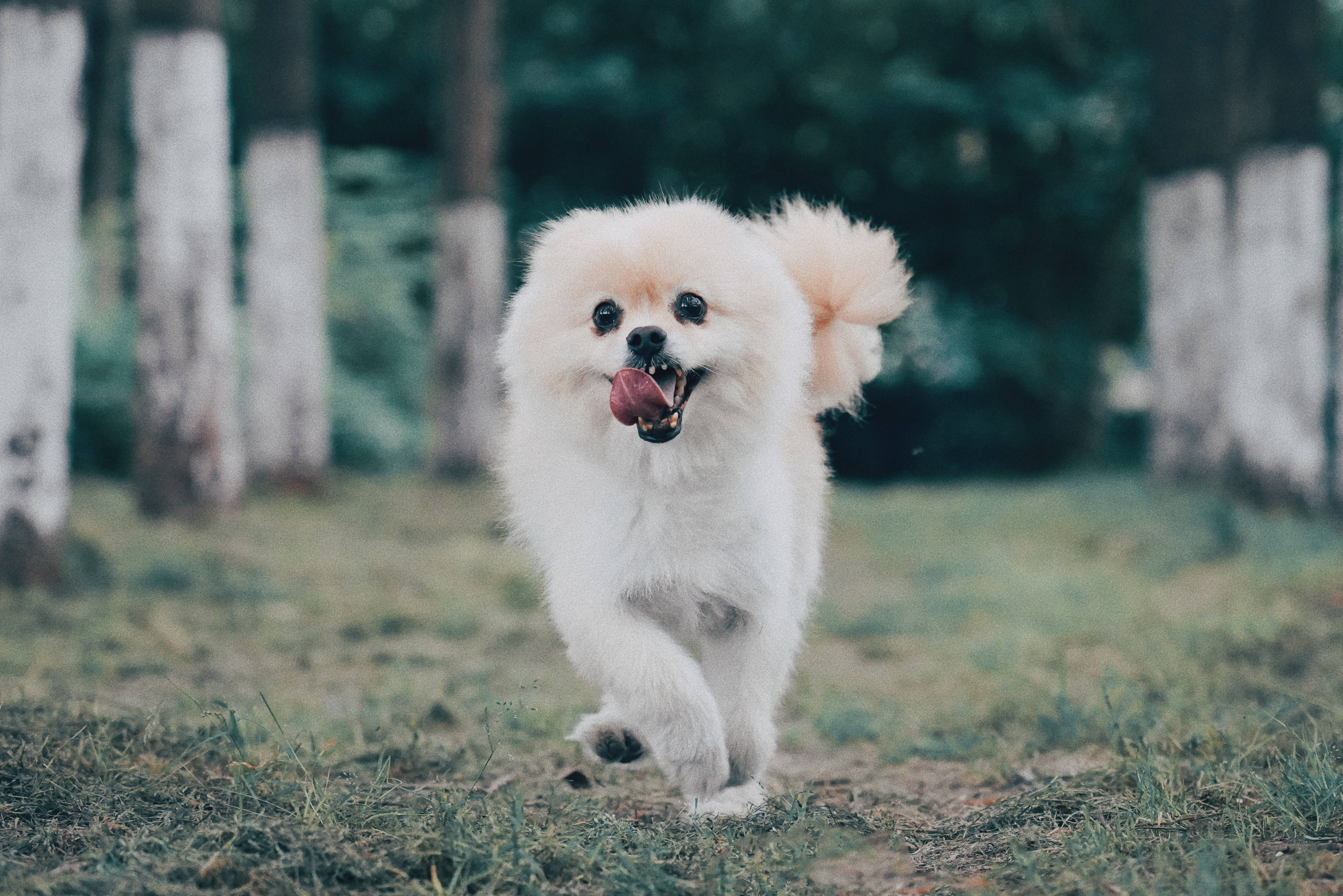 博美犬 桌布 壁紙 — 一隻毛茸茸的白色博美犬在草地上開心地奔跑，舌頭伸了出來。