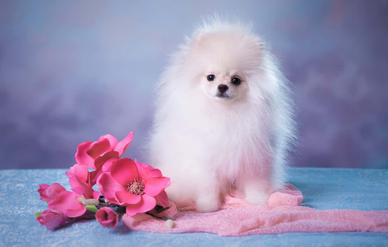 Pink Puppies 桌布 壁紙 — 一隻毛茸茸的白色博美犬坐在柔軟的粉紅色毛巾上，旁邊是鮮豔的粉紅色花朵，背景是夢幻的藍色。