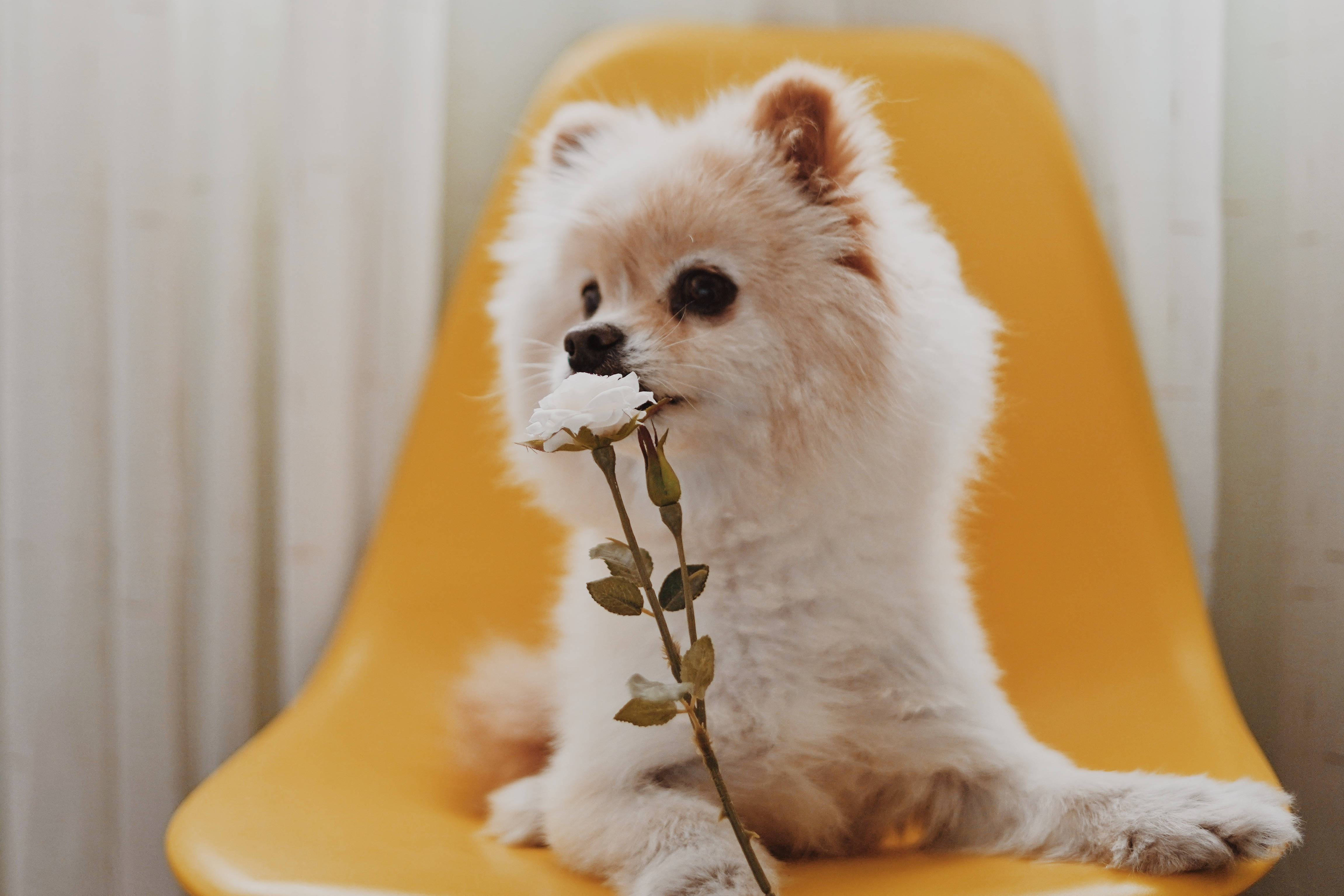 Pomeranian 桌布 壁紙 — 一隻毛茸茸的白色博美犬威嚴地坐在一張亮黃色的椅子上，嘴裡輕輕叼著一朵白玫瑰。