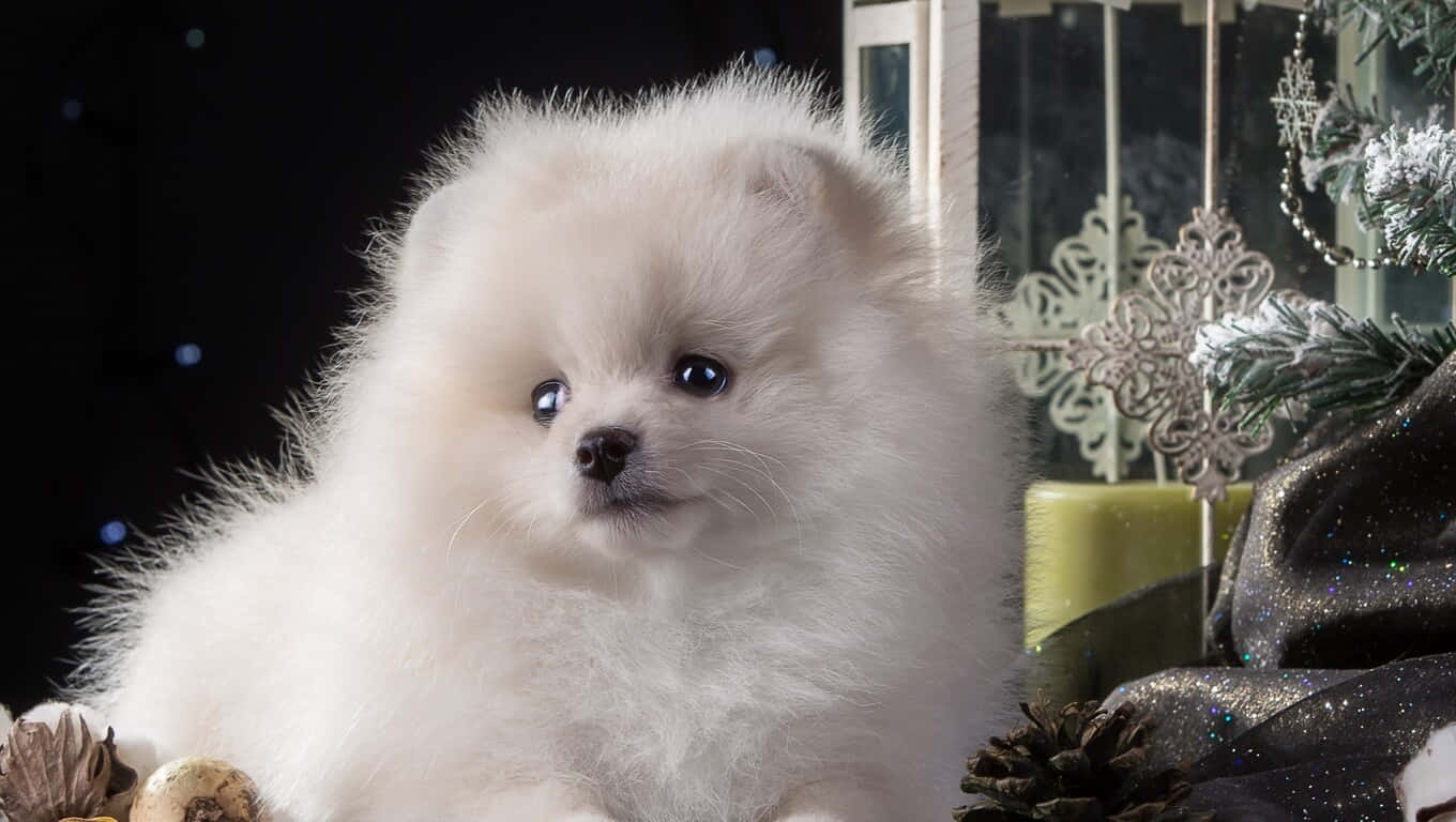 Fluffy Puppy 桌布 壁紙 — 一隻毛茸茸的白色博美犬幼犬，擁有明亮的藍色眼睛，坐在節日裝飾品中，包括松果和雪花。