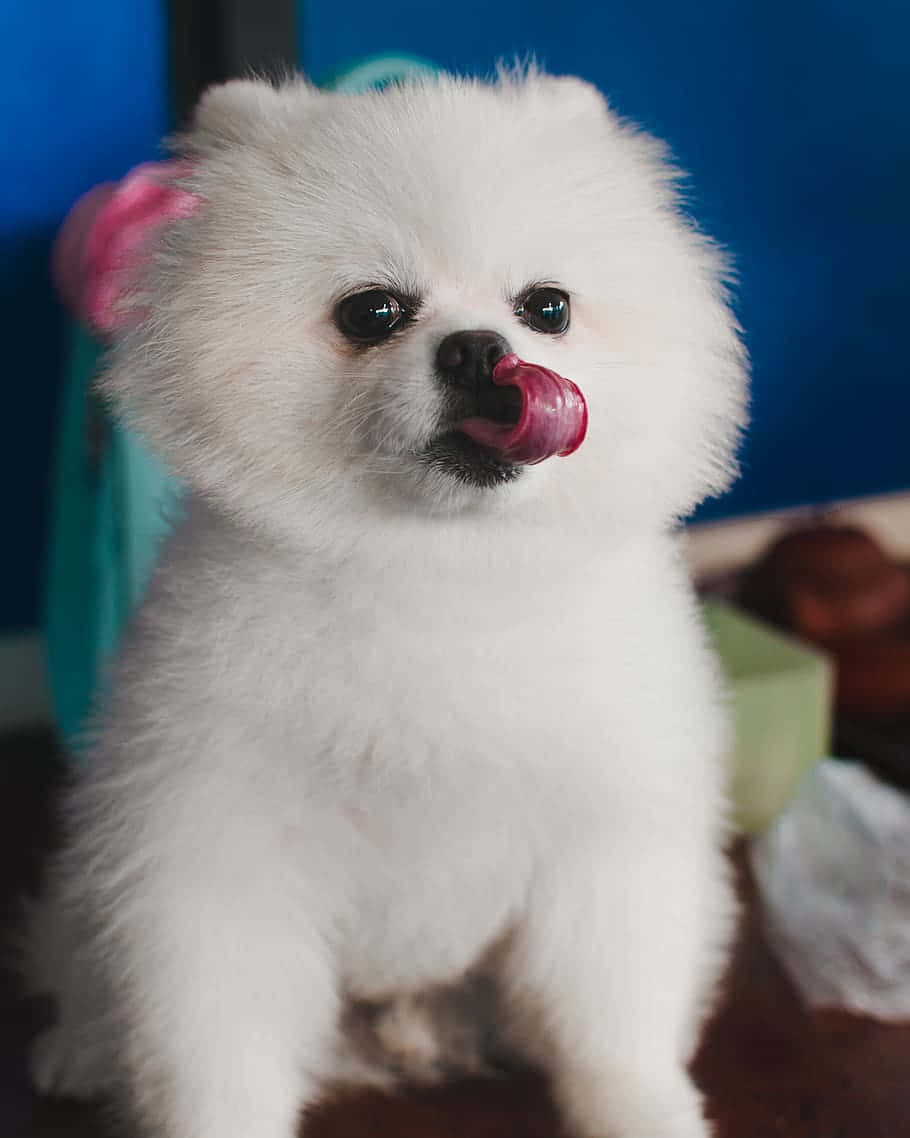 狗 桌布 壁紙 — 一隻毛茸茸的白色博美犬幼犬，有深色眼睛和伸出粉紅色舌頭，坐在藍色背景前。