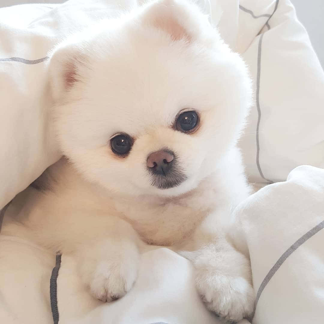 Fluffy Puppy 桌布 壁紙 — 一隻毛茸茸的白色博美犬幼犬，有著大大的深色眼睛，舒適地躺在帶有灰色縫線的柔軟白色寢具上。