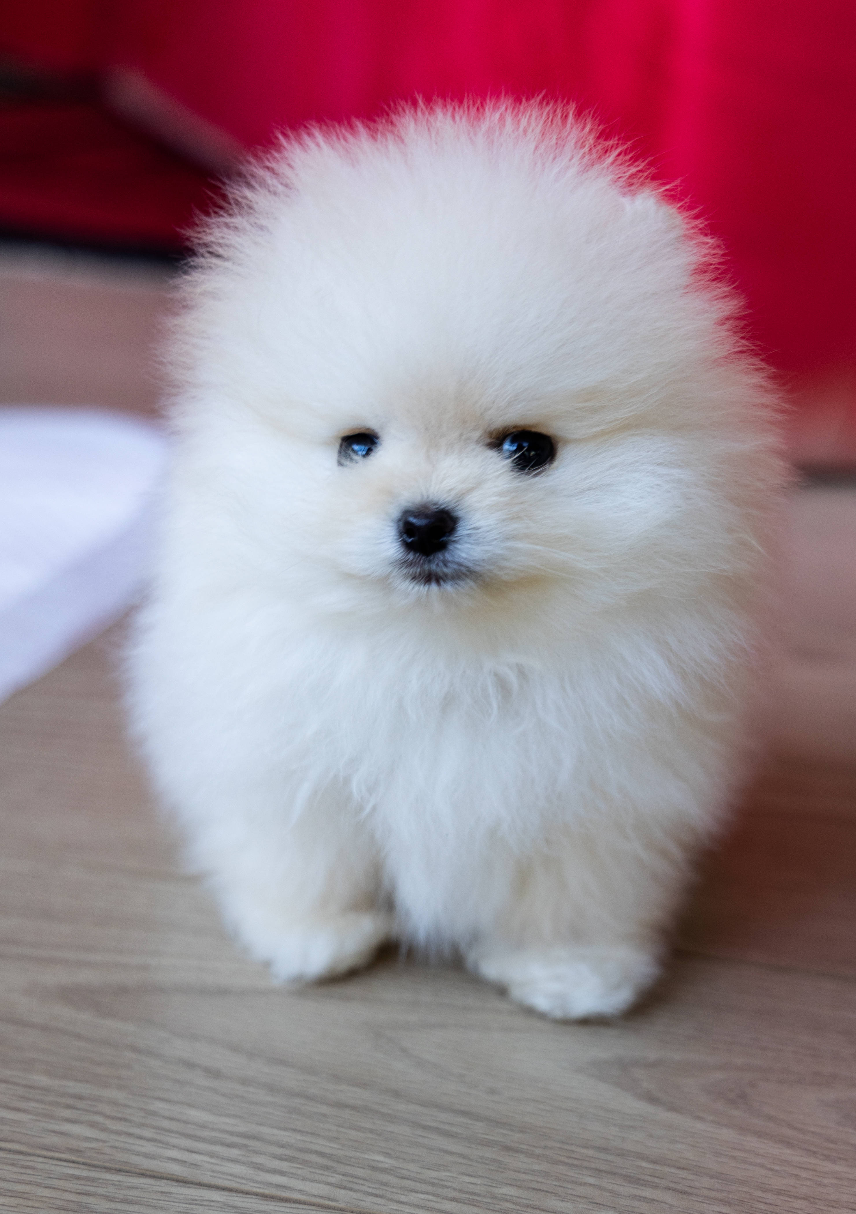 Pomeranian 桌布 壁紙 — 一隻毛茸茸的白色博美犬幼犬，有著明亮的藍色眼睛，專注地坐在紅色背景的木地板上。