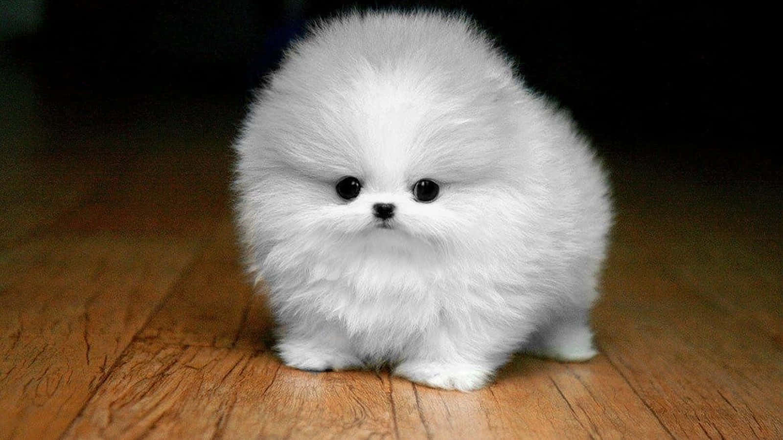 puppy dog eyes 桌布 壁紙 — 一隻毛茸茸的白色博美犬幼犬可愛地坐在溫暖的木地板上，光線柔和。