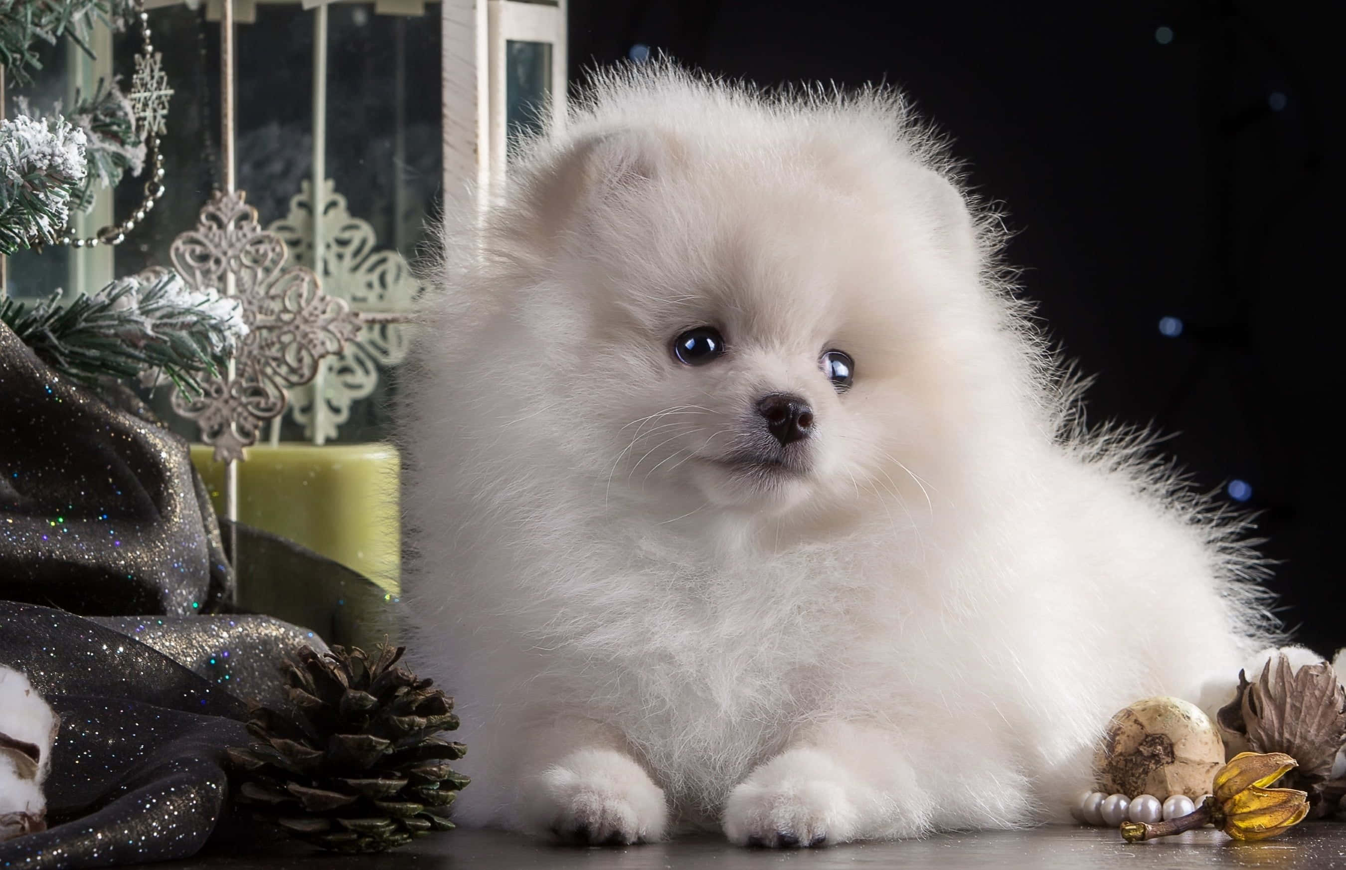 小狗 桌布 壁紙 — 一隻毛茸茸的白色博美犬幼犬坐在節日裝飾中，周圍有松果和飾品，在柔和的工作室燈光下。