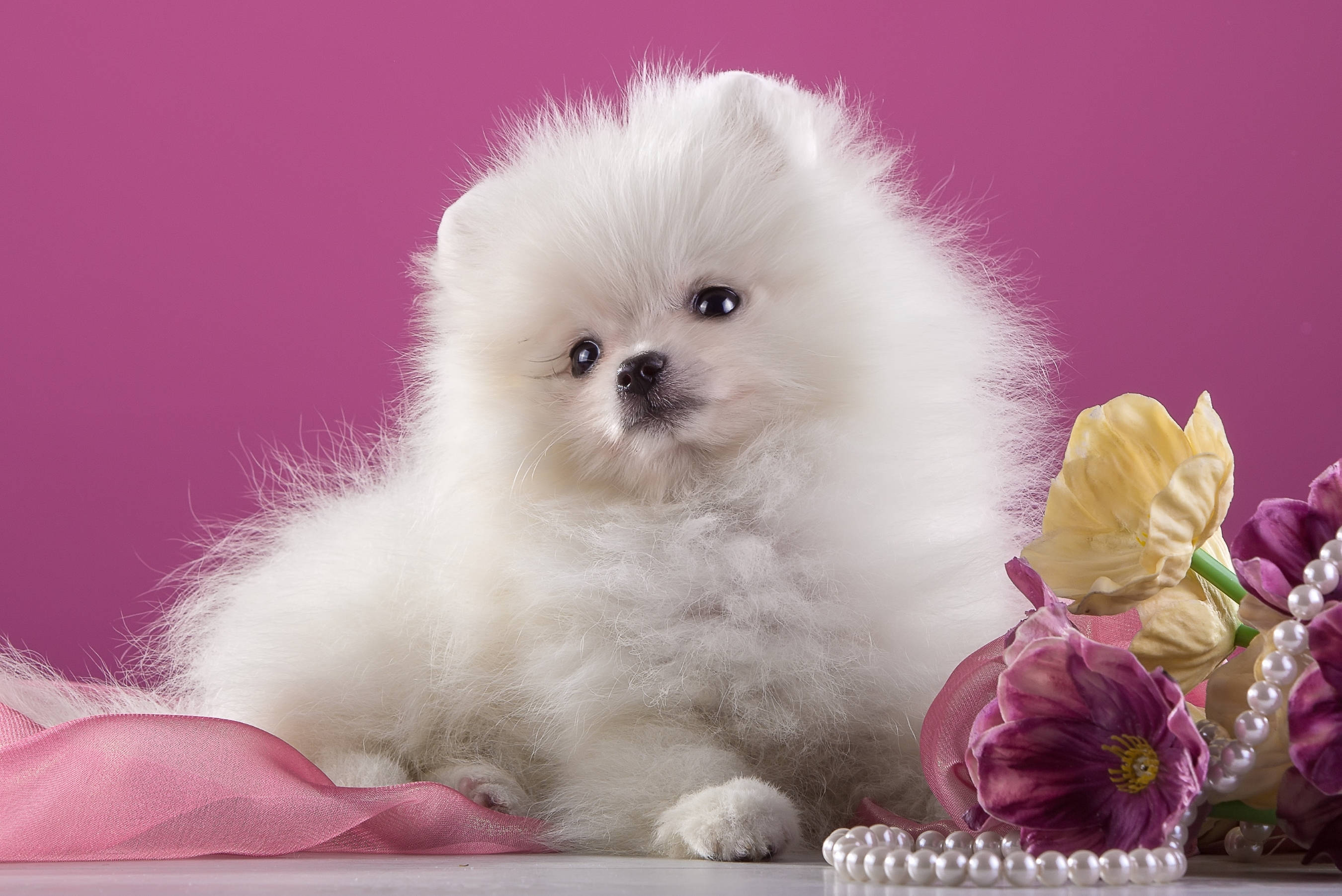 博美犬 桌布 壁紙 — 一隻毛茸茸的白色博美犬幼犬坐在粉紅色絲帶和紫黃色花朵旁邊，背景是充滿活力的洋紅色。