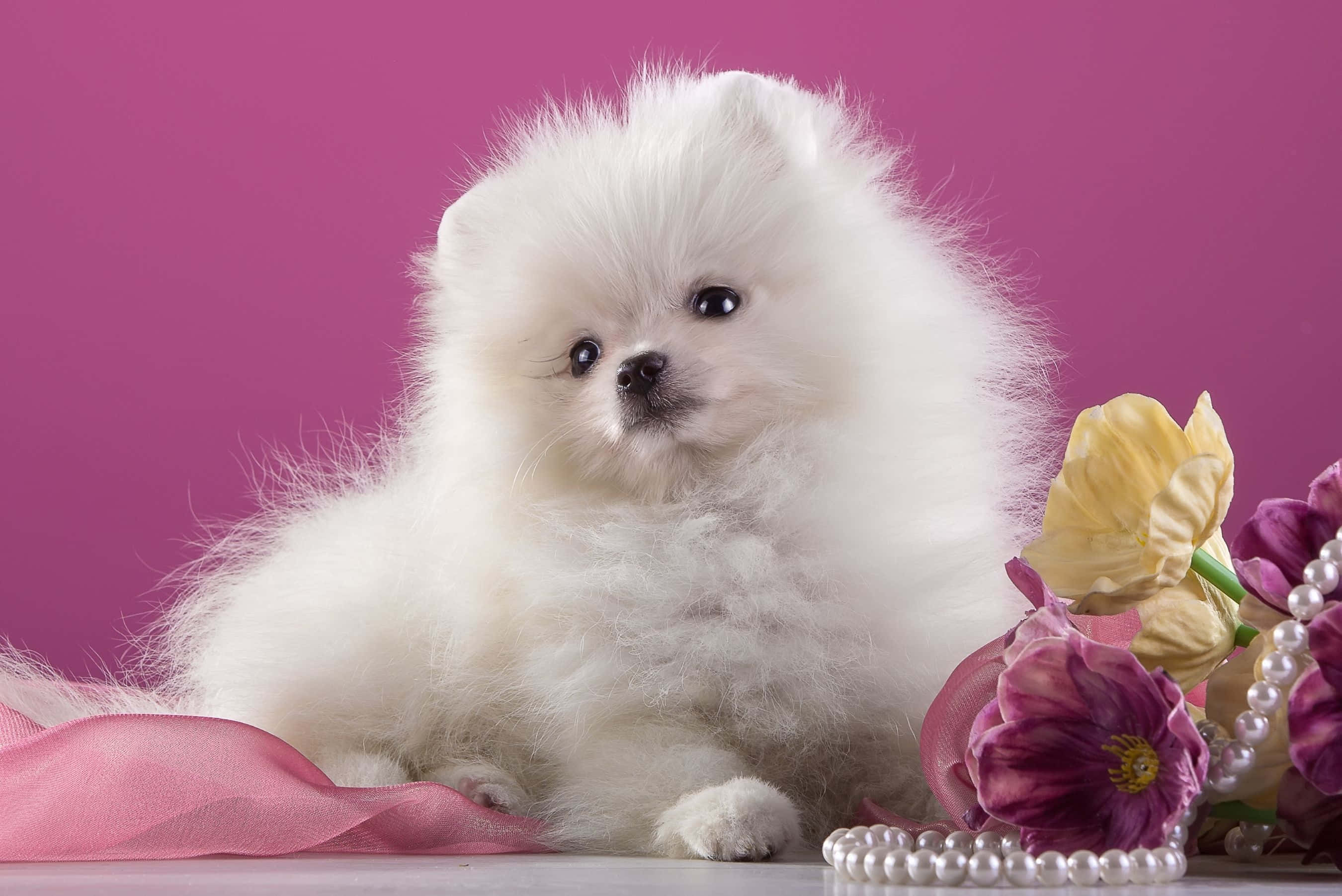 花朵美學動態圖 桌布 壁紙 — 一隻毛茸茸的白色博美犬幼犬坐在粉紅色絲帶和紫黃色花朵旁邊，背景是鮮豔的粉紅色。