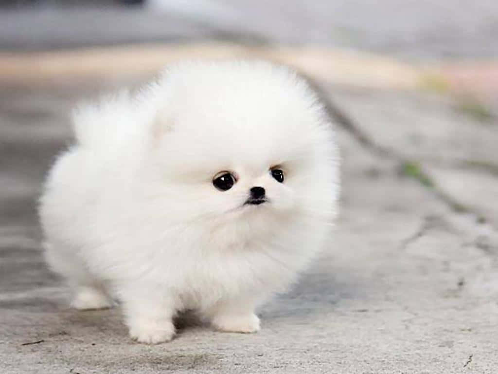 Fluffy Puppy 桌布 壁紙 — 一隻毛茸茸的白色博美犬幼犬站在灰色的人行道上，背景柔和模糊。
