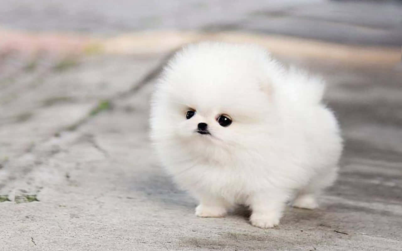 Cute Puppies 桌布 壁紙 — 一隻毛茸茸的白色博美犬幼犬站在灰色的人行道上，有著大大的黑色眼睛和一個小小的黑色鼻子。