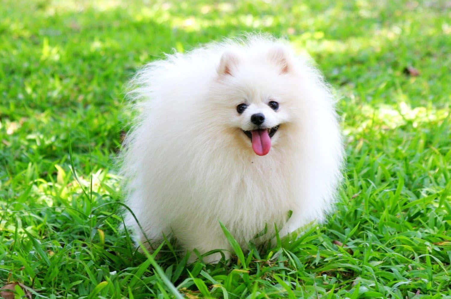 Pomeranian 桌布 壁紙 — 一隻毛茸茸的白色博美犬開心地坐在鮮綠色的草地上，伸出舌頭。