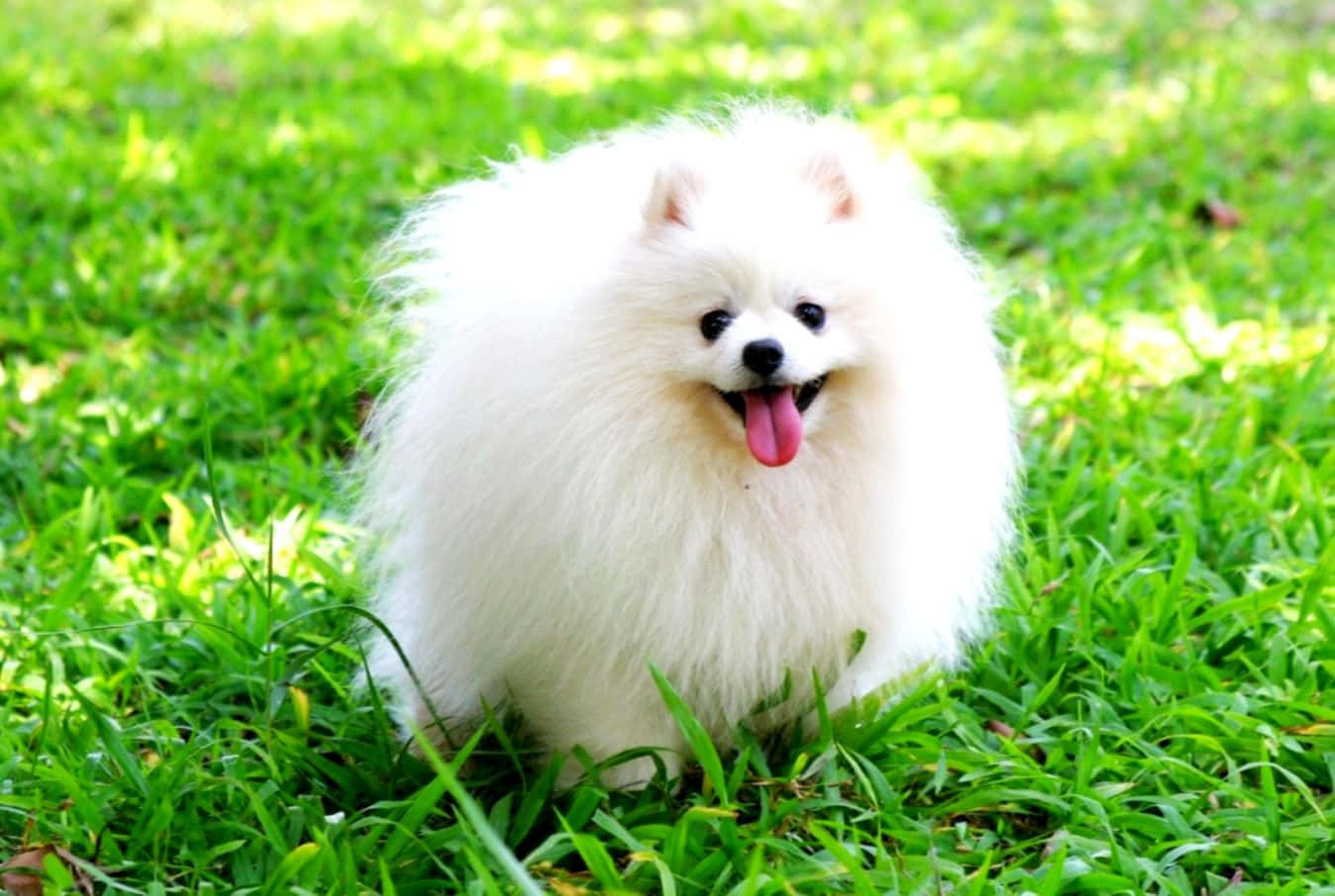 Dog Face 桌布 壁紙 — 一隻毛茸茸的白色博美犬開心地坐在鮮綠色的草地上，伸出舌頭。