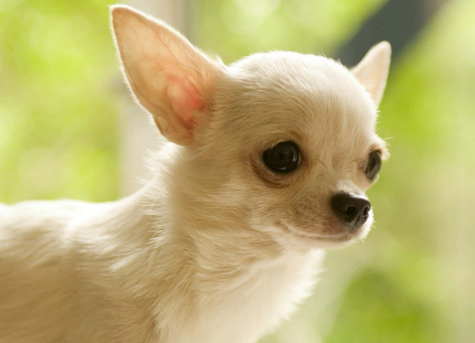 Chihuahua Dog 桌布 壁紙 — 一隻毛茸茸的白色吉娃娃，有大耳朵和深色眼睛，在模糊的綠色背景下溫柔地凝視的特寫。
