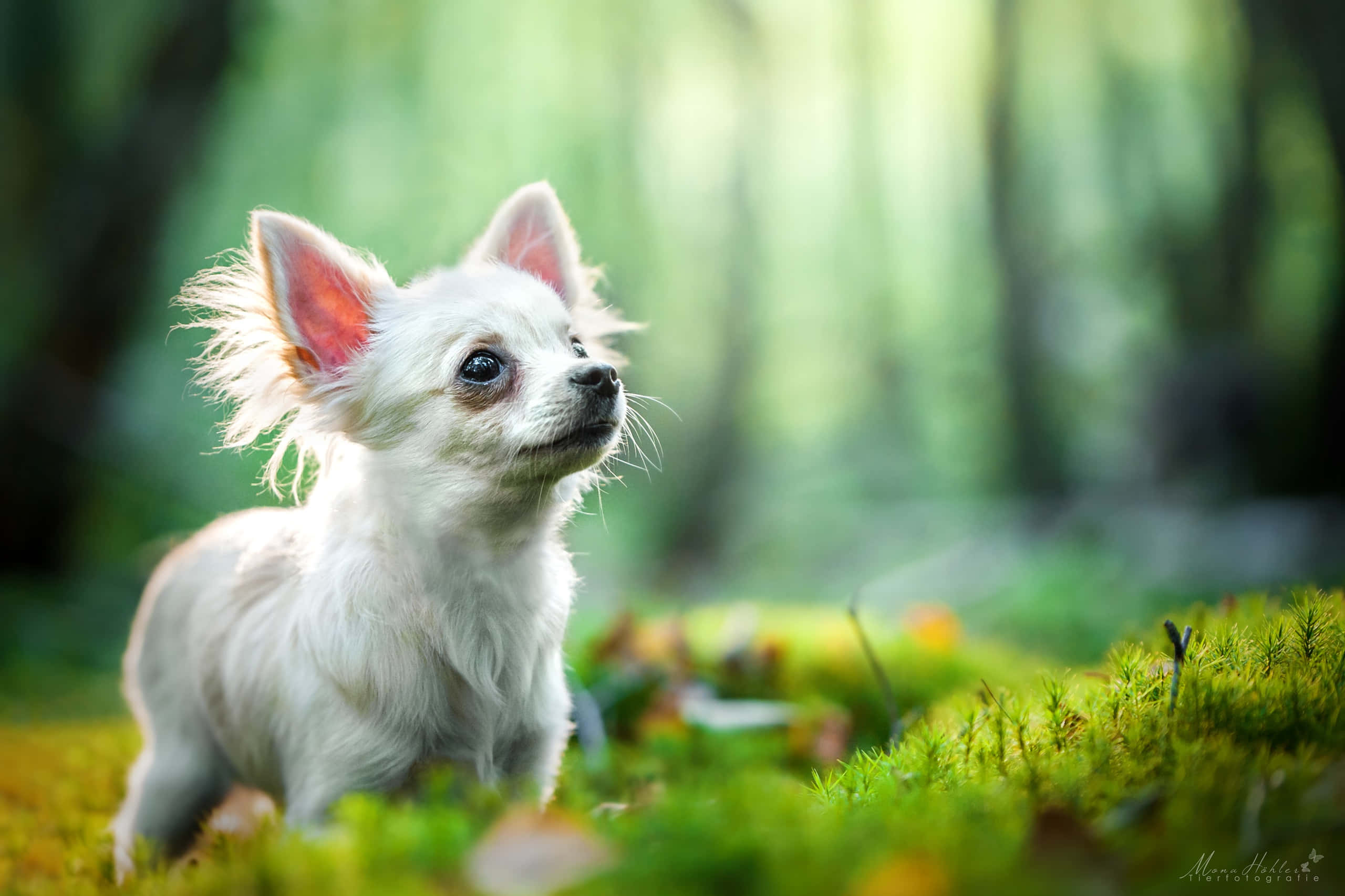 Chihuahua 桌布 壁紙 — 一隻毛茸茸的白色吉娃娃在陽光明媚的森林空地中警覺地站立，背景是鮮綠的苔蘚和模糊的樹木。