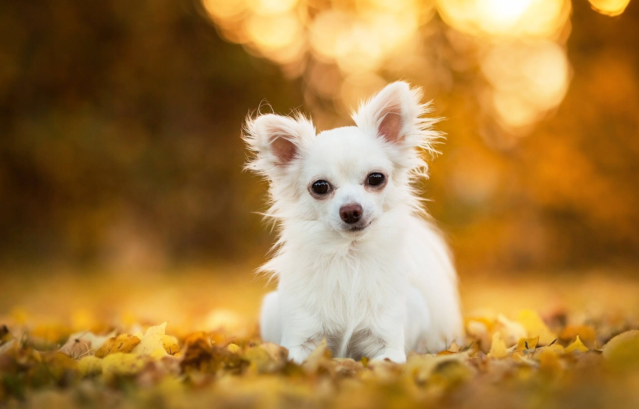 Chihuahua 桌布 壁紙 — 一隻毛茸茸的白色吉娃娃坐在金色秋葉中，沐浴在溫暖陽光下，背景呈散景效果。