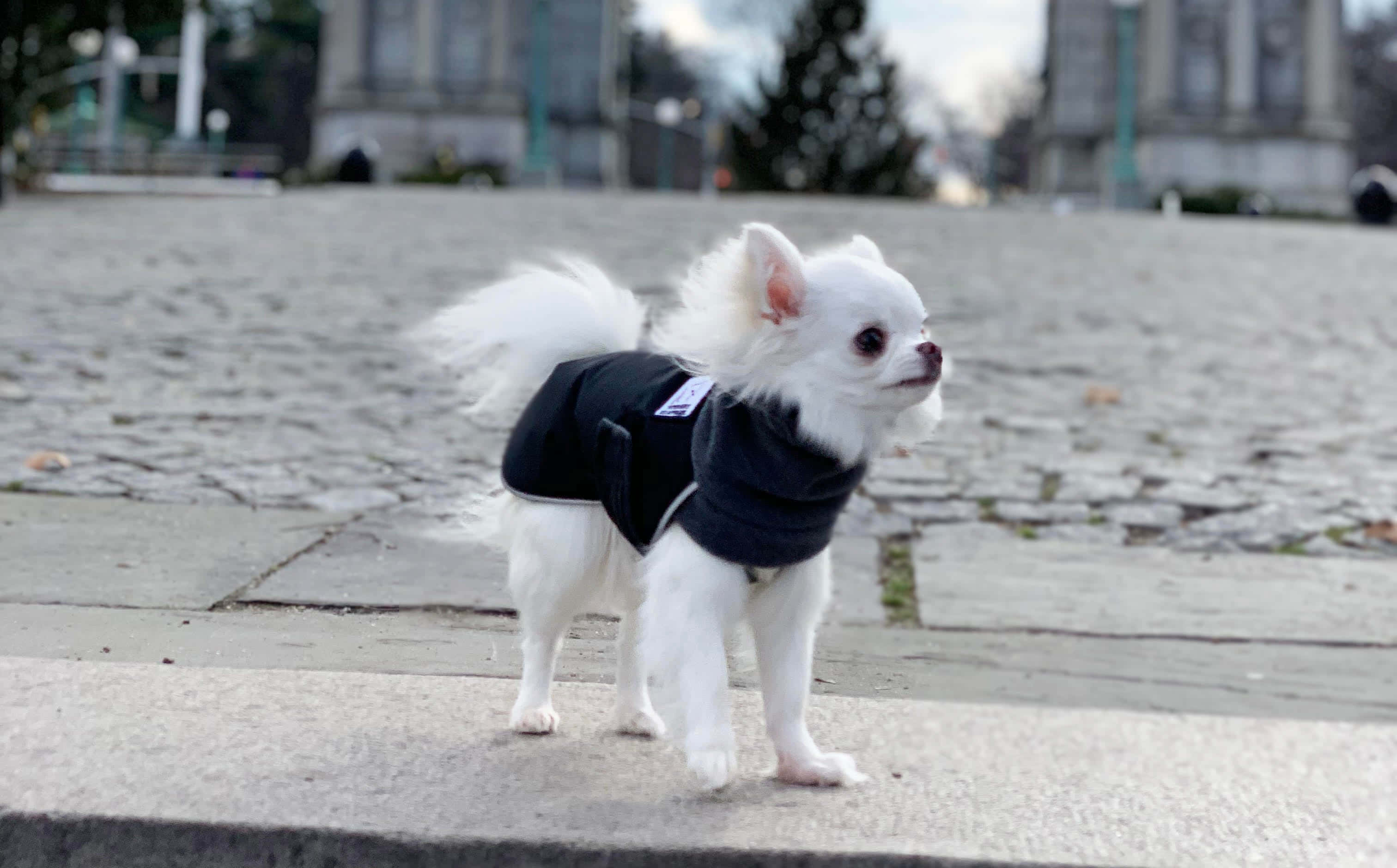 Chihuahua 桌布 壁紙 — 一隻毛茸茸的白色吉娃娃穿著黑色外套，警覺地站在石頭廣場上，背景是模糊的城市建築。