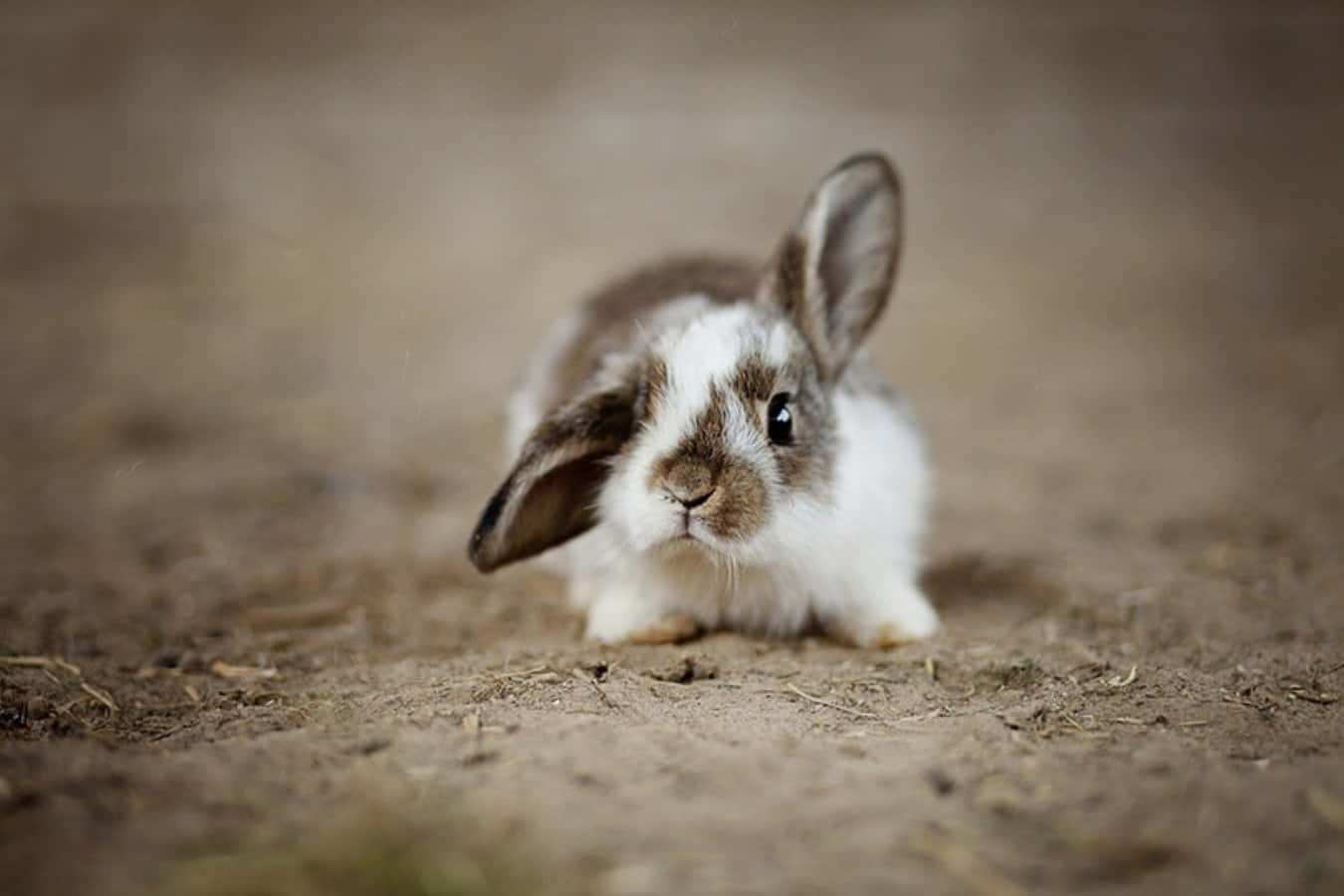 動物 桌布 壁紙 — 一隻毛茸茸的白色和棕色兔子，有一隻垂耳，警覺地坐在乾燥的泥土上，好奇地看著相機。