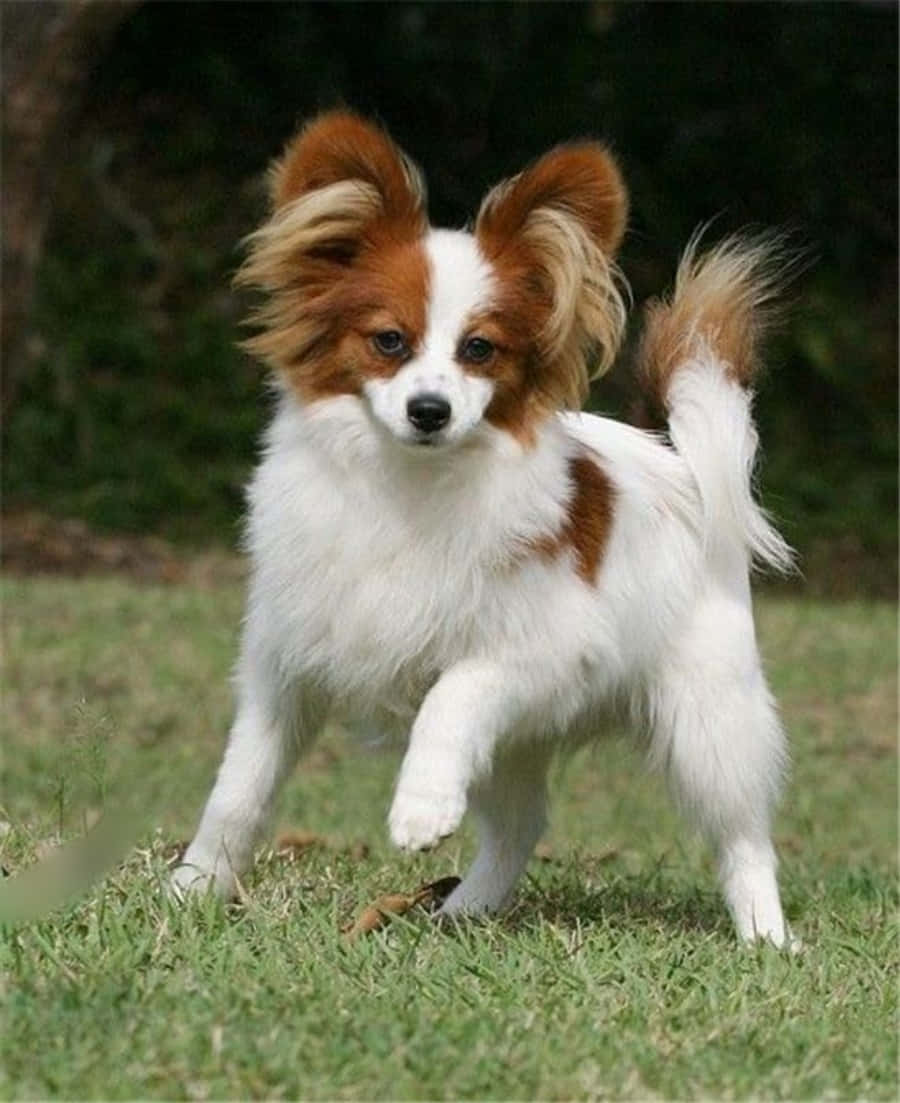 動物 桌布 壁紙 — 一隻毛茸茸的白色和棕色大耳蝴蝶犬在草地上精力充沛地奔跑。