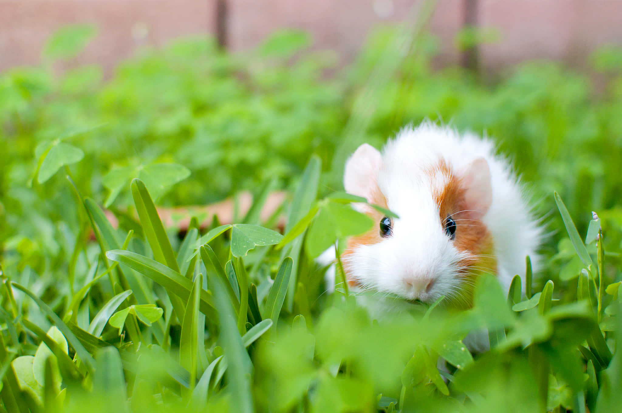guinea pig 桌布 壁紙 — 一隻毛茸茸的白色和棕色天竺鼠從充滿活力的綠色三葉草和草叢中好奇地探出頭來。