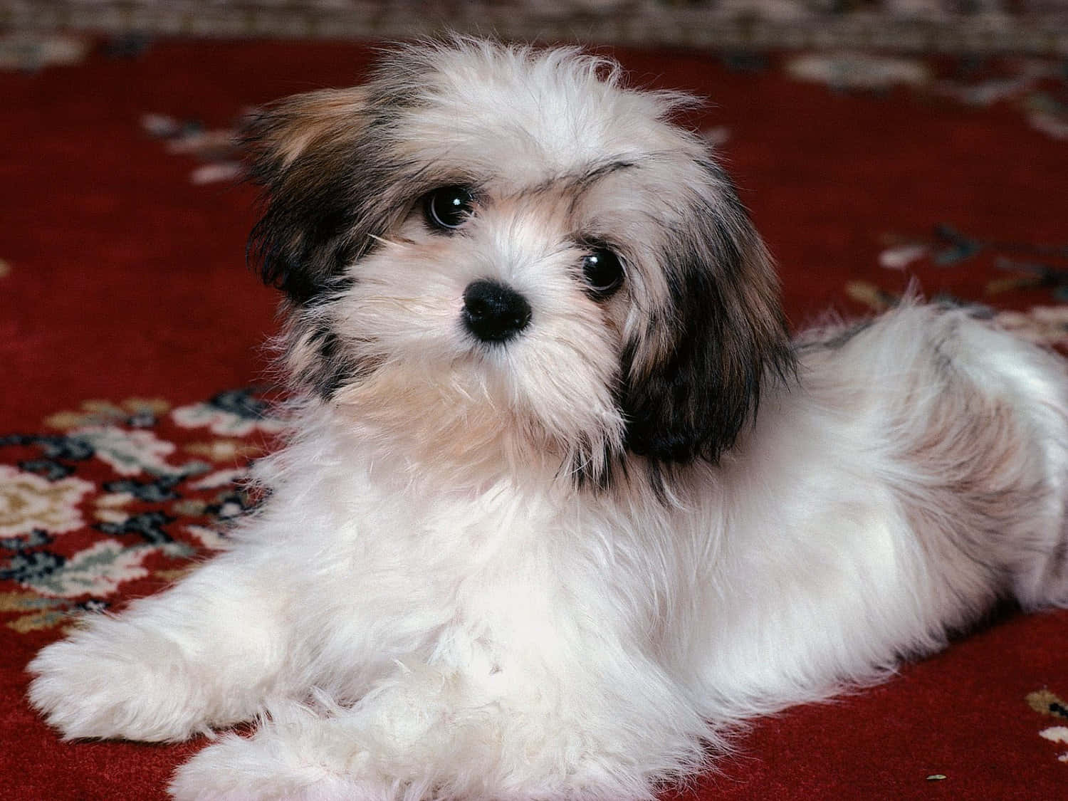 shih tzu 桌布 壁紙 — 一隻毛茸茸的白色和棕色小狗，有著大大的深色眼睛，躺在華麗的紅色圖案地毯上，直視鏡頭。