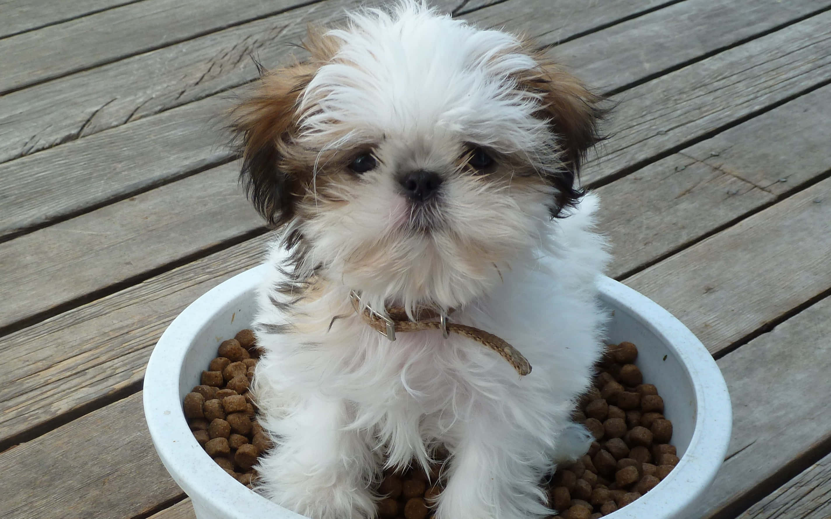 shih tzu 桌布 壁紙 — 一隻毛茸茸的白色和棕色小狗可愛地坐在一個裝滿狗糧的白色碗裡，放在一個風化的木甲板上。