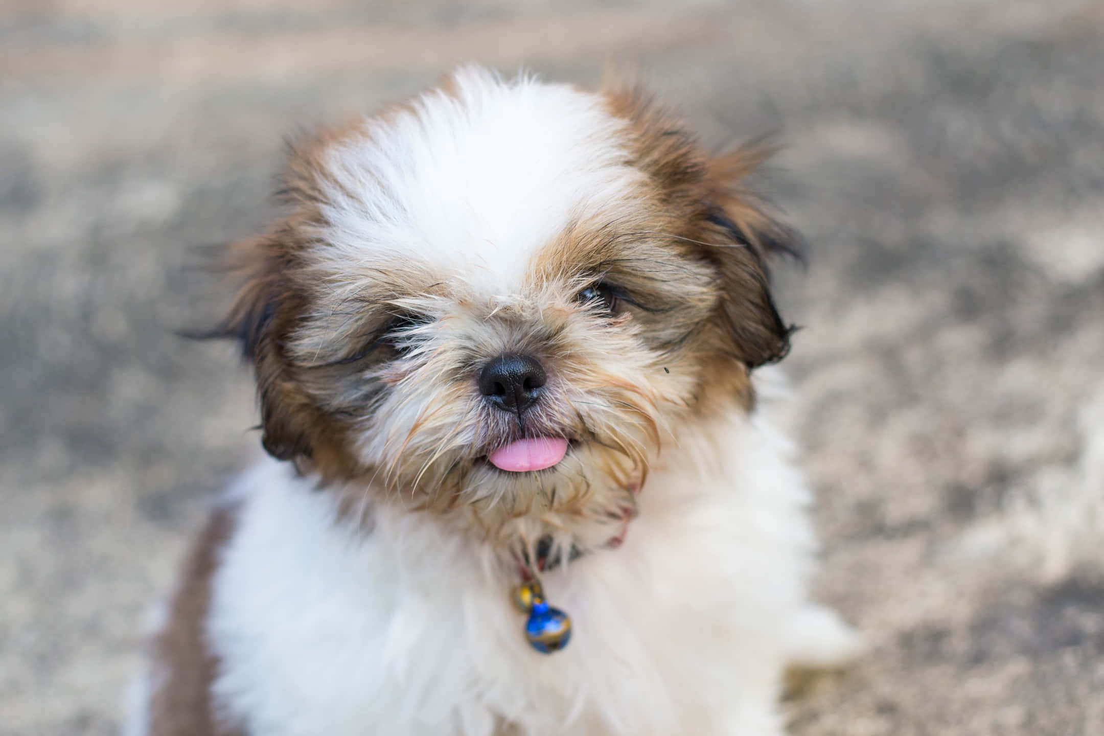 Fluffy Puppy 桌布 壁紙 — 一隻毛茸茸的白色和棕色毛的西施犬幼犬伸出粉紅色的舌頭，好奇地向上看。
