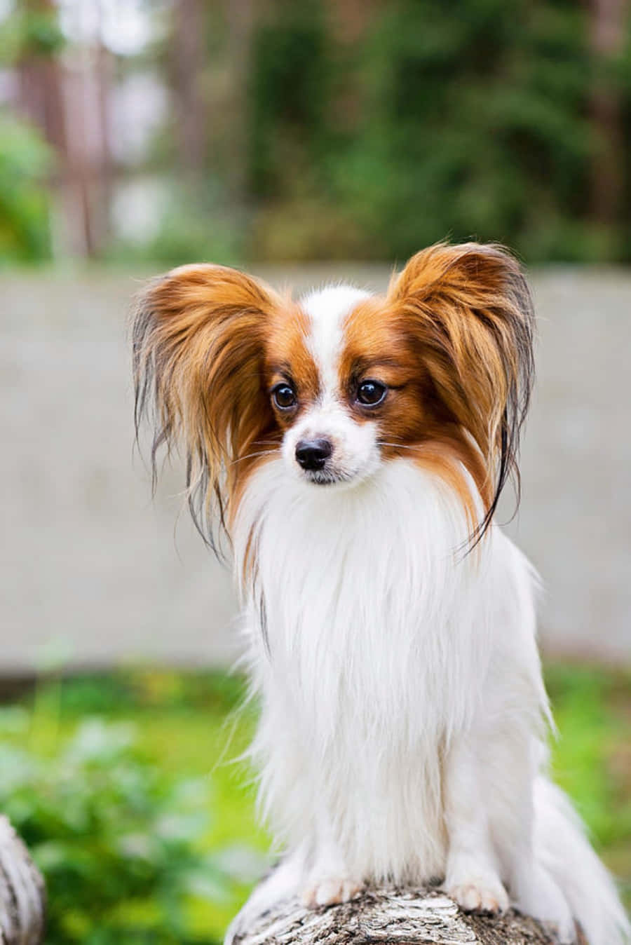動物 桌布 壁紙 — 一隻毛茸茸的白色和棕色蝴蝶犬，有大耳朵，警覺地坐在綠色戶外環境中的樹樁上。