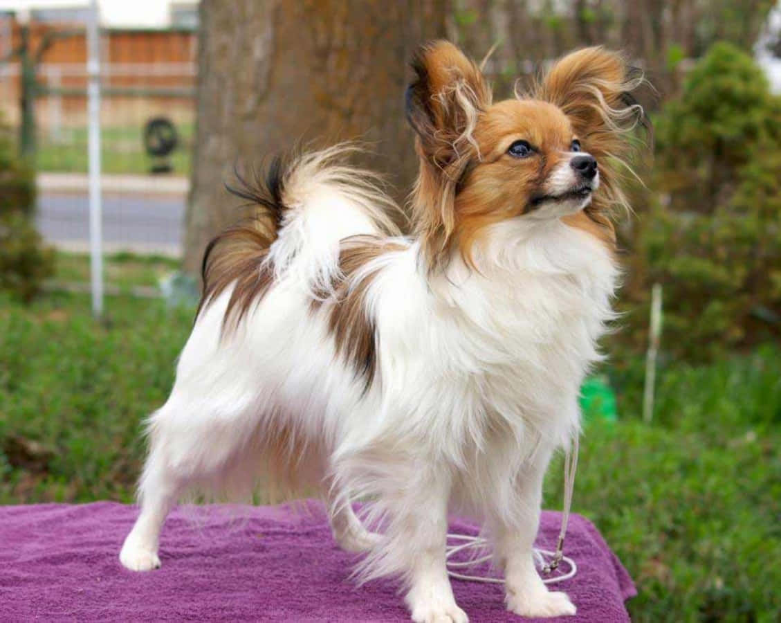 動物 桌布 壁紙 — 一隻毛茸茸的白色和棕色蝴蝶犬在草地戶外環境中警覺地站在紫色毛巾上。