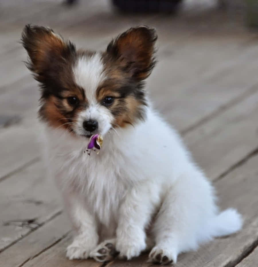 動物 桌布 壁紙 — 一隻毛茸茸的白色和棕色蝴蝶犬幼犬坐在木甲板上，嘴裡叼著一個紫色玩具。