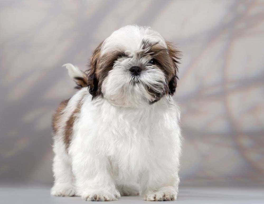 shih tzu 桌布 壁紙 — 一隻毛茸茸的白色和棕色西施犬幼犬，有著富有表情的眼睛，警覺地站在柔和的灰色工作室背景前。