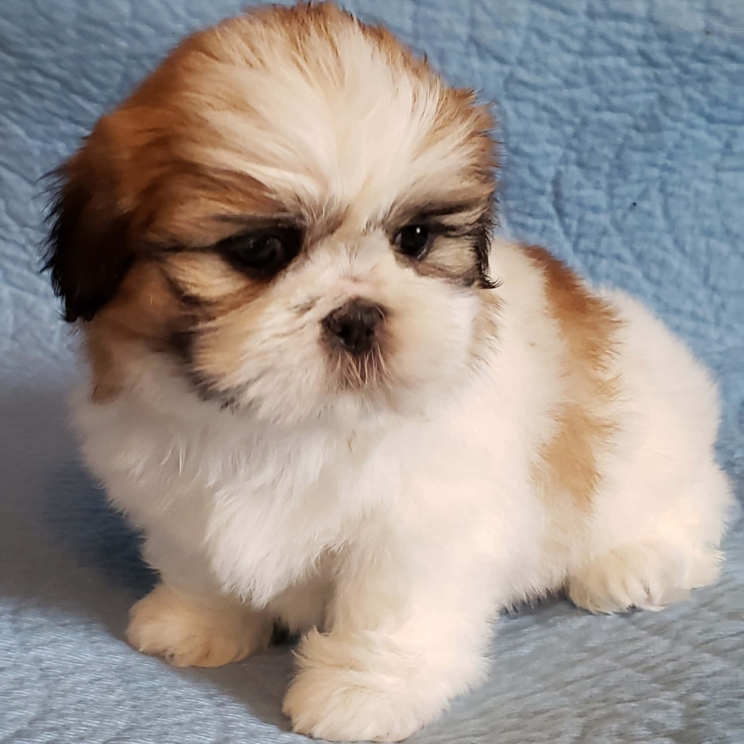 shih tzu 桌布 壁紙 — 一隻毛茸茸的白色和棕色西施犬幼犬可愛地坐在有紋理的藍色毯子上。