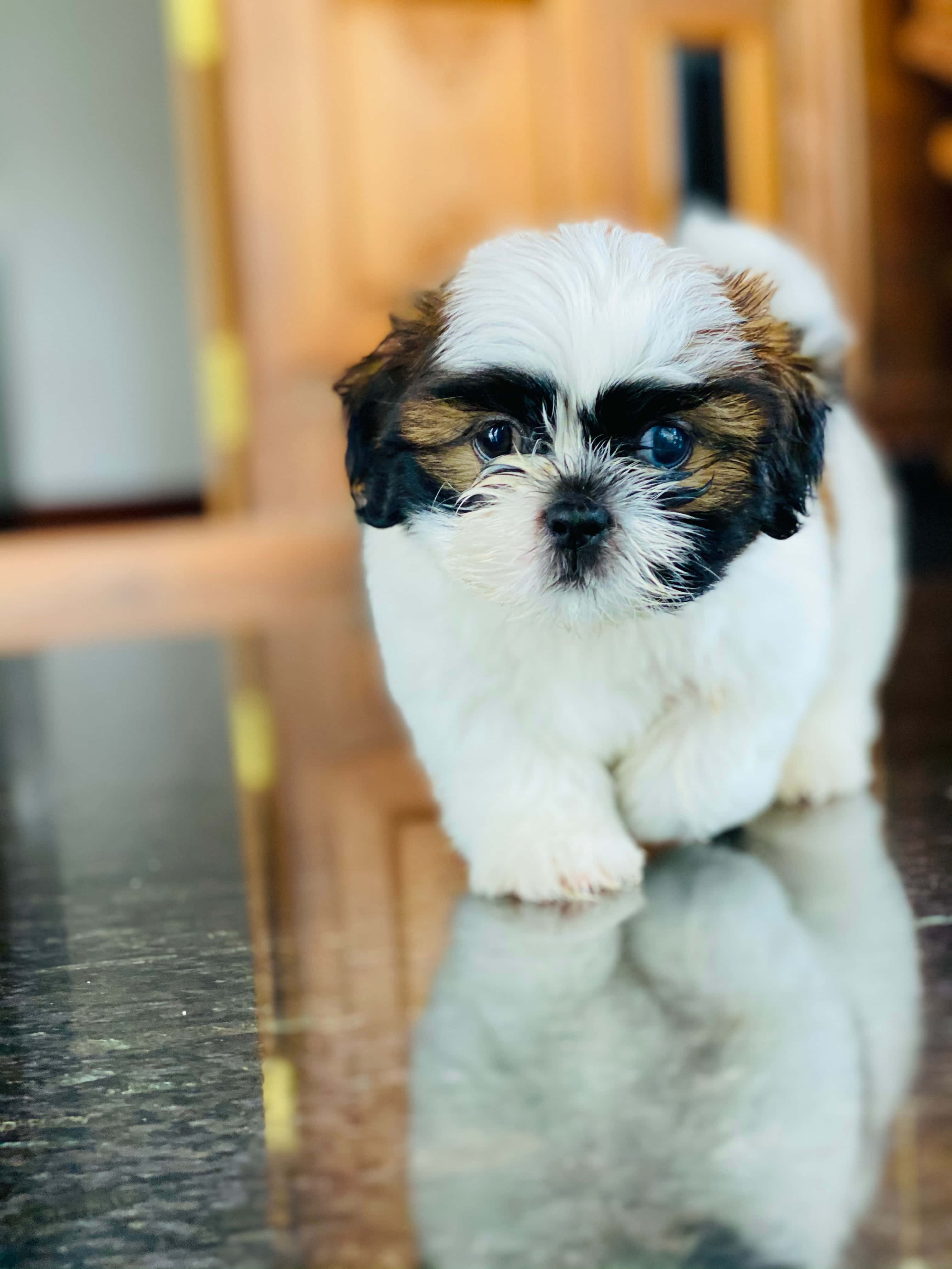 狗 桌布 壁紙 — 一隻毛茸茸的白色和棕色西施犬幼犬，有著大大的藍色眼睛，站在光滑的深色地板上，倒影映照在下方。
