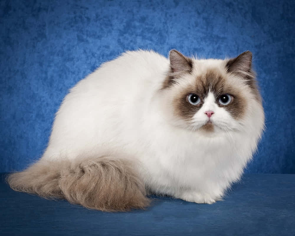 Napoleon Cat 桌布 壁紙 — 一隻毛茸茸的白色和棕色貓咪，有著大大的藍色眼睛，威嚴地坐在有紋理的藍色背景前。