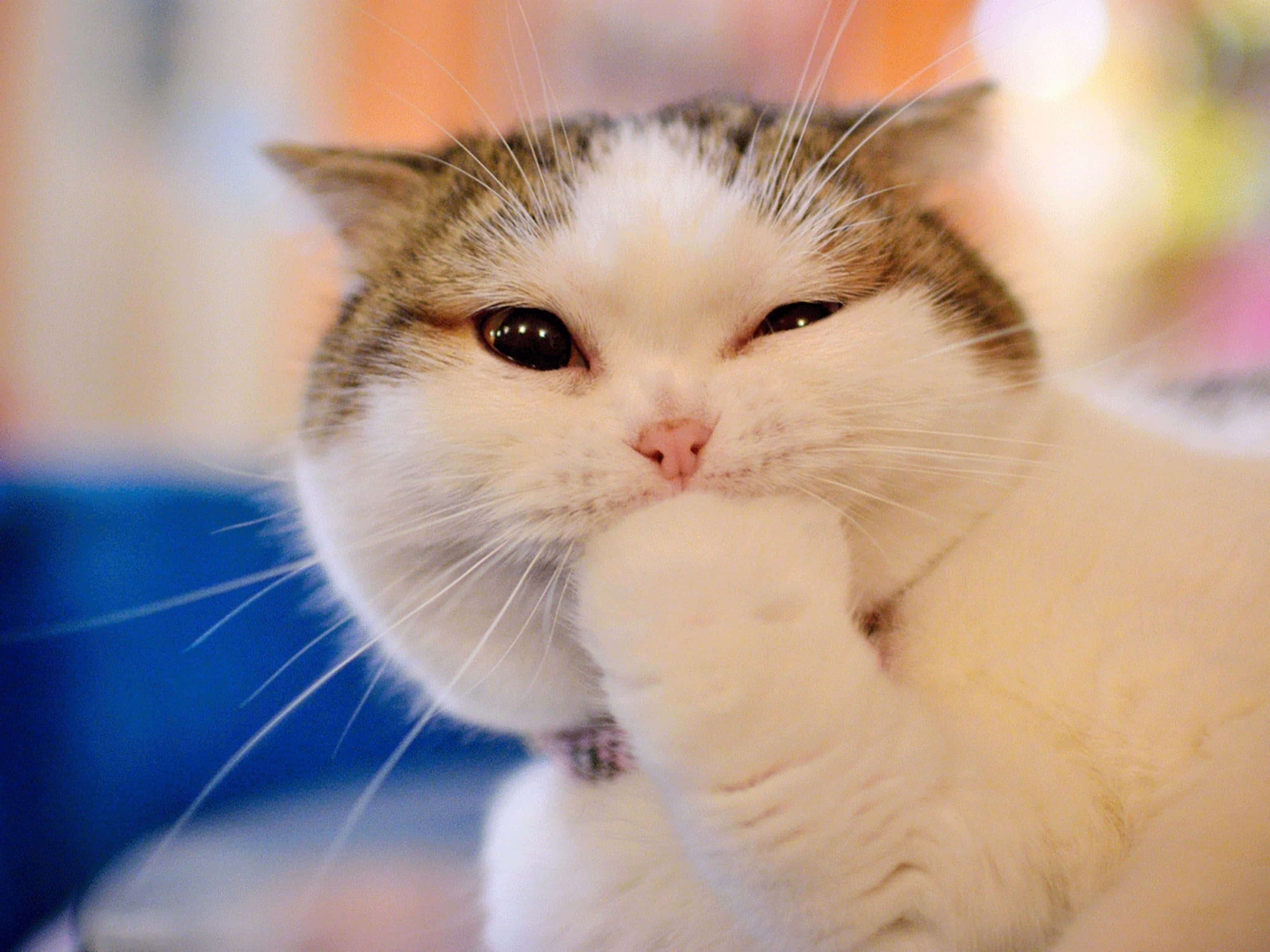 Beautiful Cats 桌布 壁紙 — 一隻毛茸茸的白色和棕色貓咪用爪子蓋住嘴巴，帶著好奇的表情直視鏡頭。